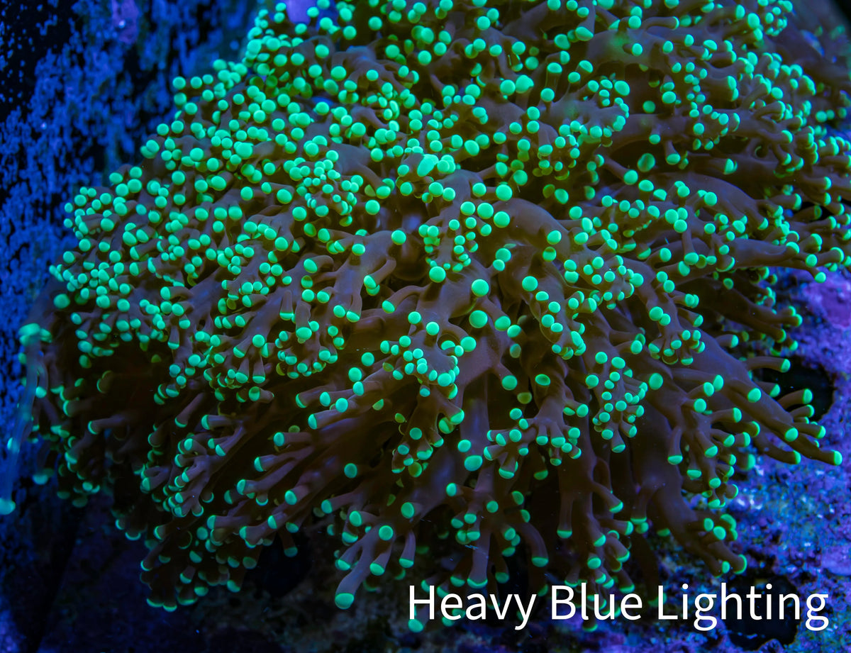 Ultra Neon Green Tip Frogspawn Coral WYSIWYG 6cm F2R6B1 Ultra Neon Green Tip Frogspawn Coral WYSIWYG 6cm F2R6B1 LPS Ultra Neon Green Tip Frogspawn Coral WYSIWYG 6cm F2R6B1 Zeo Box Reef