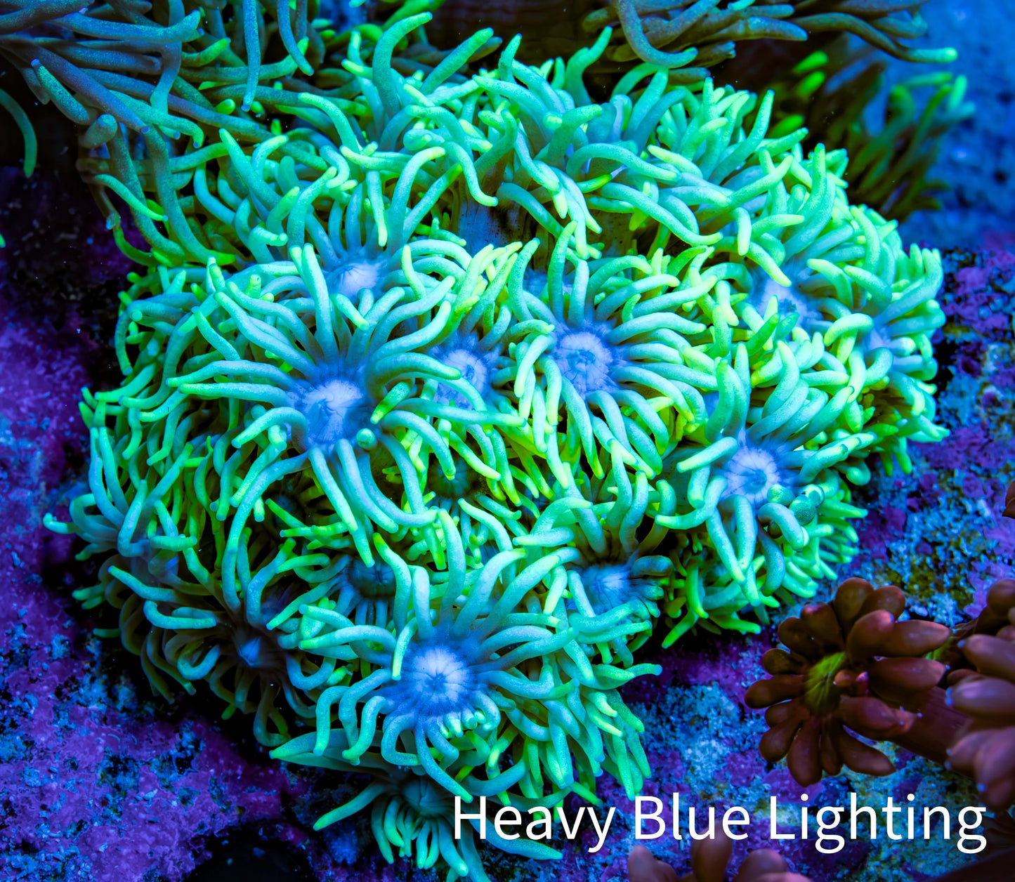 Ultra Neon Green & Ice Blue Goniopora Frag, WYSIWYG Ultra Neon Green & Ice Blue Goniopora Frag, WYSIWYG Animals & Pet Supplies Ultra Neon Green & Ice Blue Goniopora Frag, WYSIWYG Zeo Box Reef