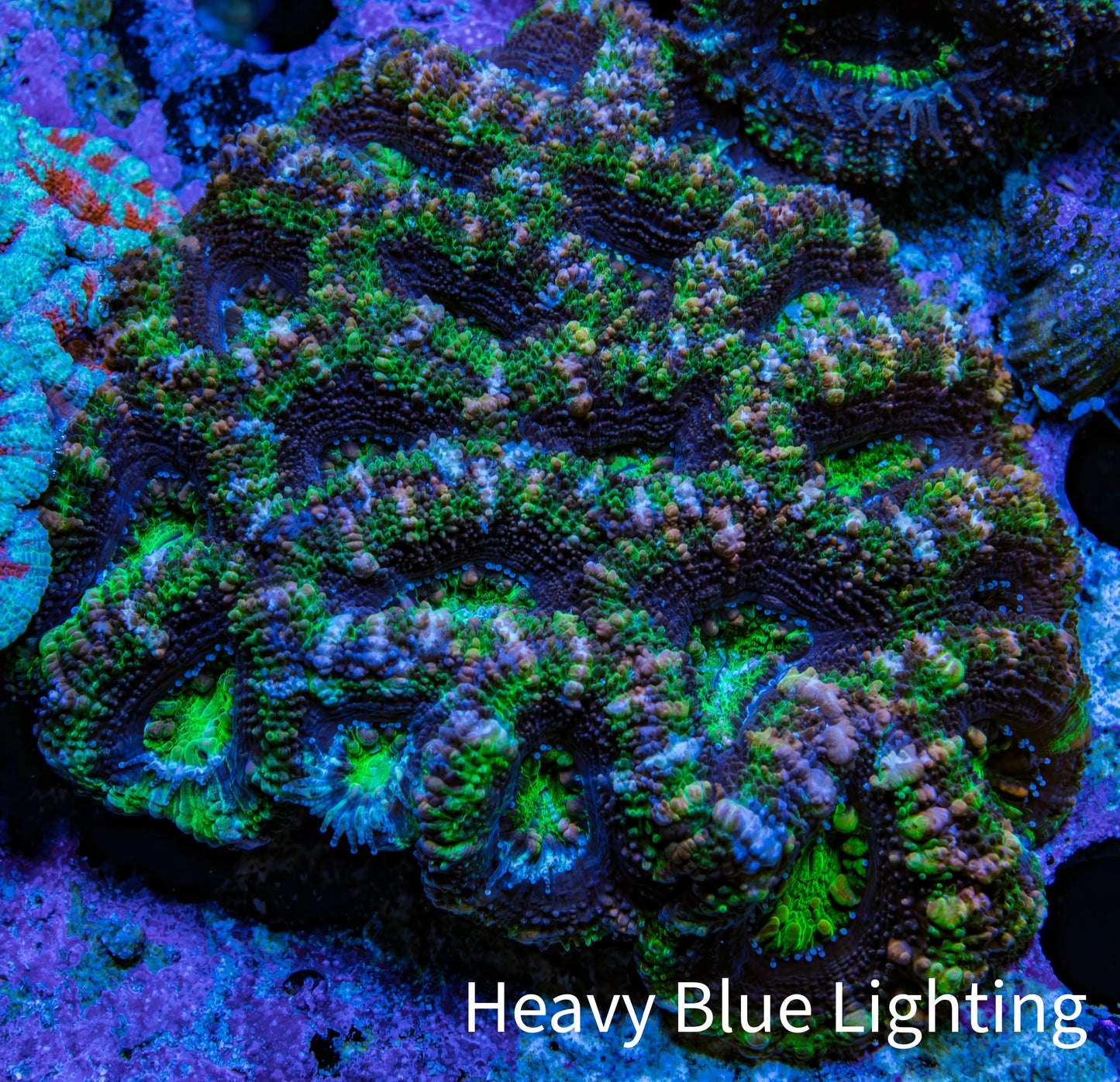 Ultra Neon Green and Purple Acan Coral WYSIWYG 6cm B4R2B1 Ultra Neon Green and Purple Acan Coral WYSIWYG 6cm B4R2B1 LPS Coral Ultra Neon Green and Purple Acan Coral WYSIWYG 6cm B4R2B1 Zeo Box Reef