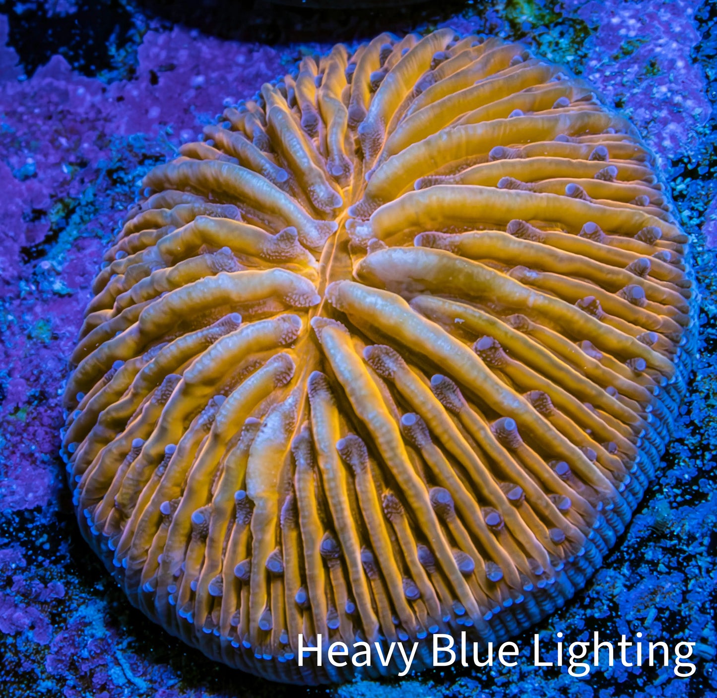 Ultra Orange Fungia Coral WYSIWYG 2.5cm Ultra Orange Fungia Coral WYSIWYG 2.5cm LPS Ultra Orange Fungia Coral WYSIWYG 2.5cm Zeo Box Reef