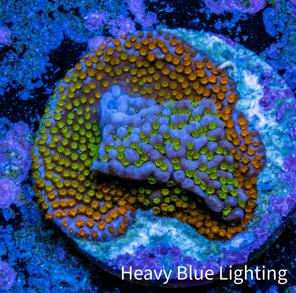 Ultra Orange Green Blue Purple Rainbow Monti Frag WYSIWYG Ultra Orange Green Blue Purple Rainbow Monti Frag WYSIWYG SPS Ultra Orange Green Blue Purple Rainbow Monti Frag WYSIWYG Zeo Box Reef