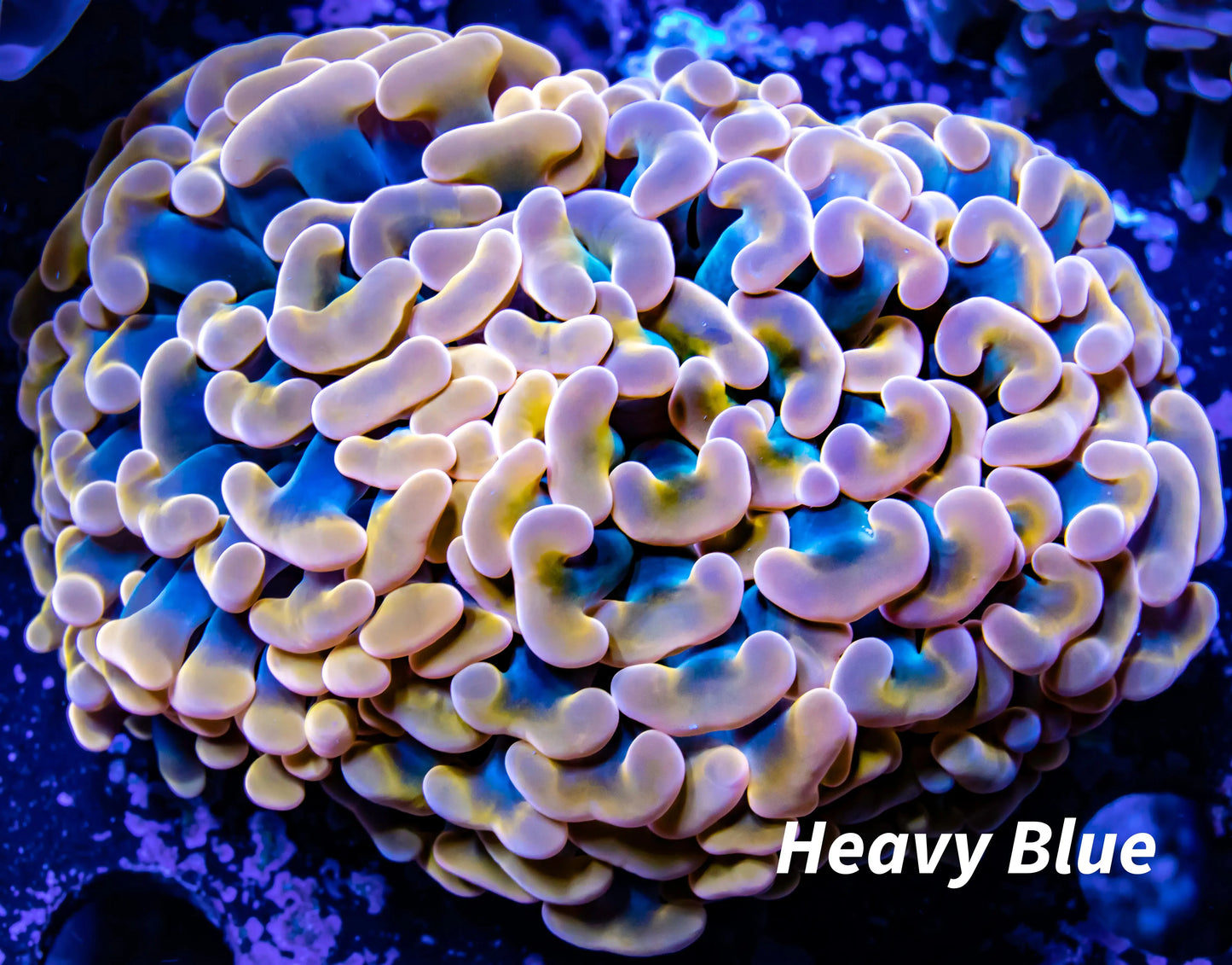 Ultra Orange Hammer Coral WYSIWYG 6cm Ultra Orange Hammer Coral WYSIWYG 6cm Aquarium Decor Ultra Orange Hammer Coral WYSIWYG 6cm Zeo Box Reef