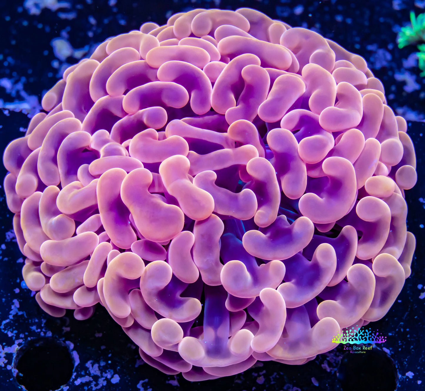 Ultra Orange Hammer Coral WYSIWYG 7cm Ultra Orange Hammer Coral WYSIWYG 7cm Aquarium Decor Ultra Orange Hammer Coral WYSIWYG 7cm Zeo Box Reef