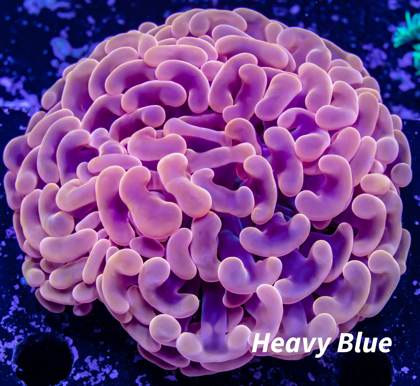 Ultra Orange Hammer Coral WYSIWYG 7cm Ultra Orange Hammer Coral WYSIWYG 7cm Aquarium Decor Ultra Orange Hammer Coral WYSIWYG 7cm Zeo Box Reef