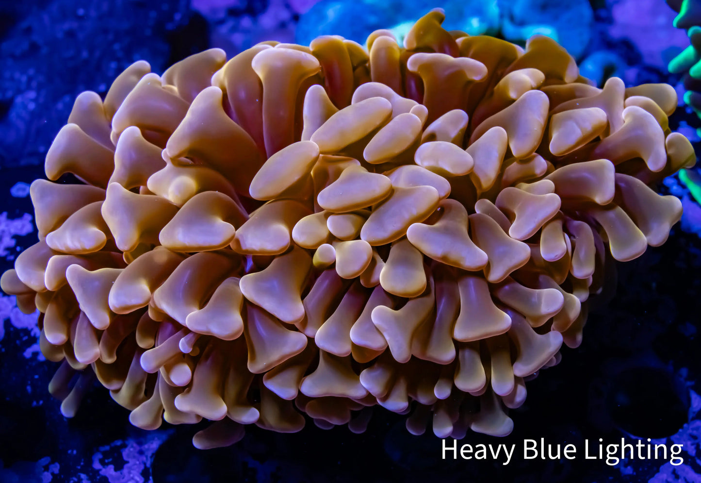 Ultra Orange Hammer Coral WYSIWYG 8cm A2R6B1 Ultra Orange Hammer Coral WYSIWYG 8cm A2R6B1 Aquarium Decor Ultra Orange Hammer Coral WYSIWYG 8cm A2R6B1 Zeo Box Reef