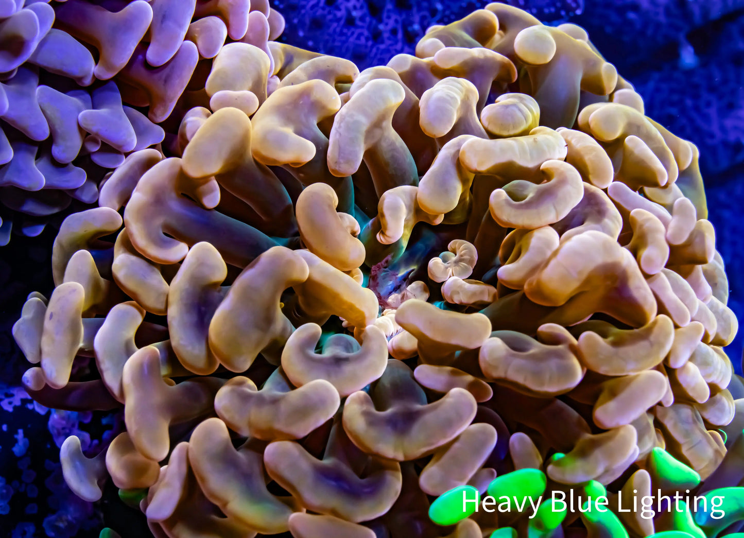 Ultra Orange Jelly Bean Tip Hammer Coral WYSIWYG 7cm Ultra Orange Jelly Bean Tip Hammer Coral WYSIWYG 7cm Aquarium Decor Ultra Orange Jelly Bean Tip Hammer Coral WYSIWYG 7cm Zeo Box Reef