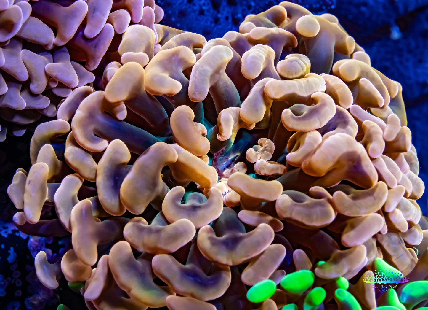 Ultra Orange Jelly Bean Tip Hammer Coral WYSIWYG 7cm Ultra Orange Jelly Bean Tip Hammer Coral WYSIWYG 7cm Aquarium Decor Ultra Orange Jelly Bean Tip Hammer Coral WYSIWYG 7cm Zeo Box Reef