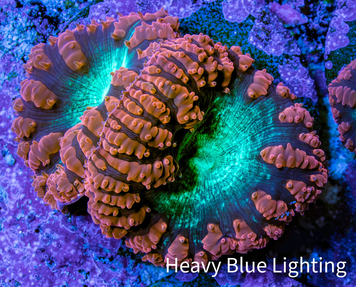 Ultra Orange-Red, Purple & Green Blastomussa Coral Frag, WYSIWYG Ultra Orange-Red, Purple & Green Blastomussa Coral Frag, WYSIWYG LPS Ultra Orange-Red, Purple & Green Blastomussa Coral Frag, WYSIWYG Zeo Box Reef