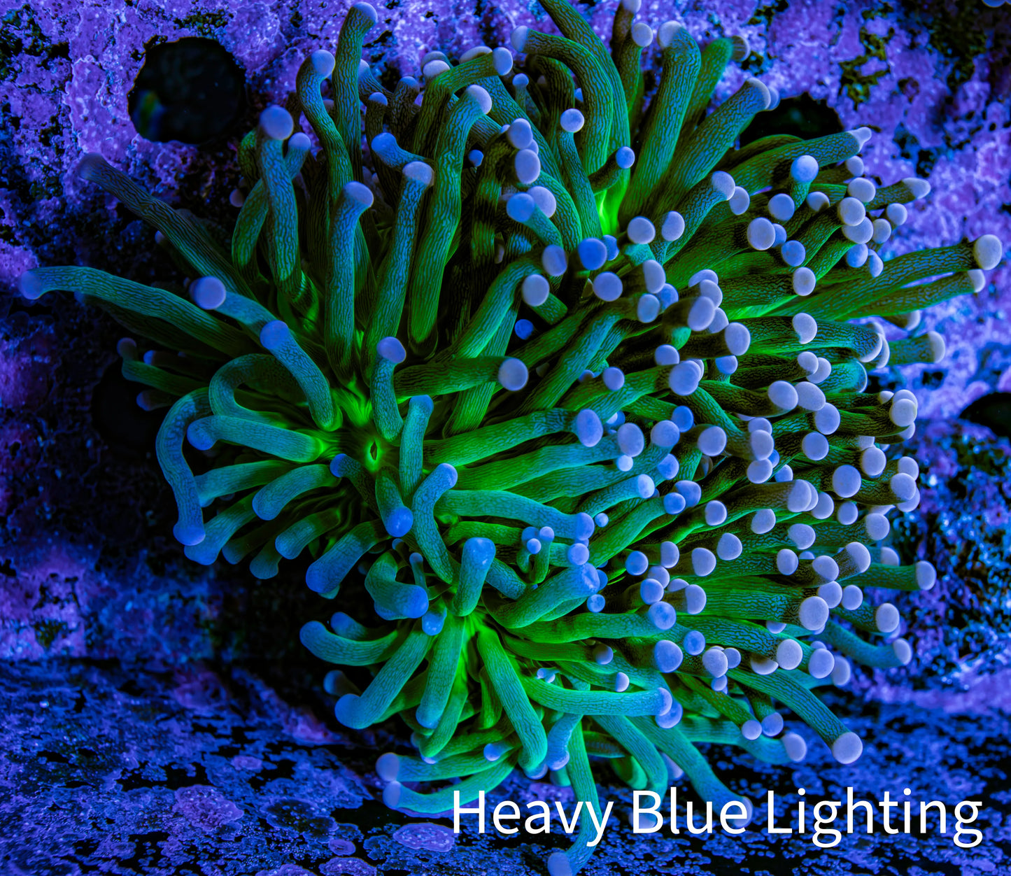 Ultra Orange Tip Torch Coral WYSIWYG 6cm Ultra Orange Tip Torch Coral WYSIWYG 6cm LPS Ultra Orange Tip Torch Coral WYSIWYG 6cm Zeo Box Reef