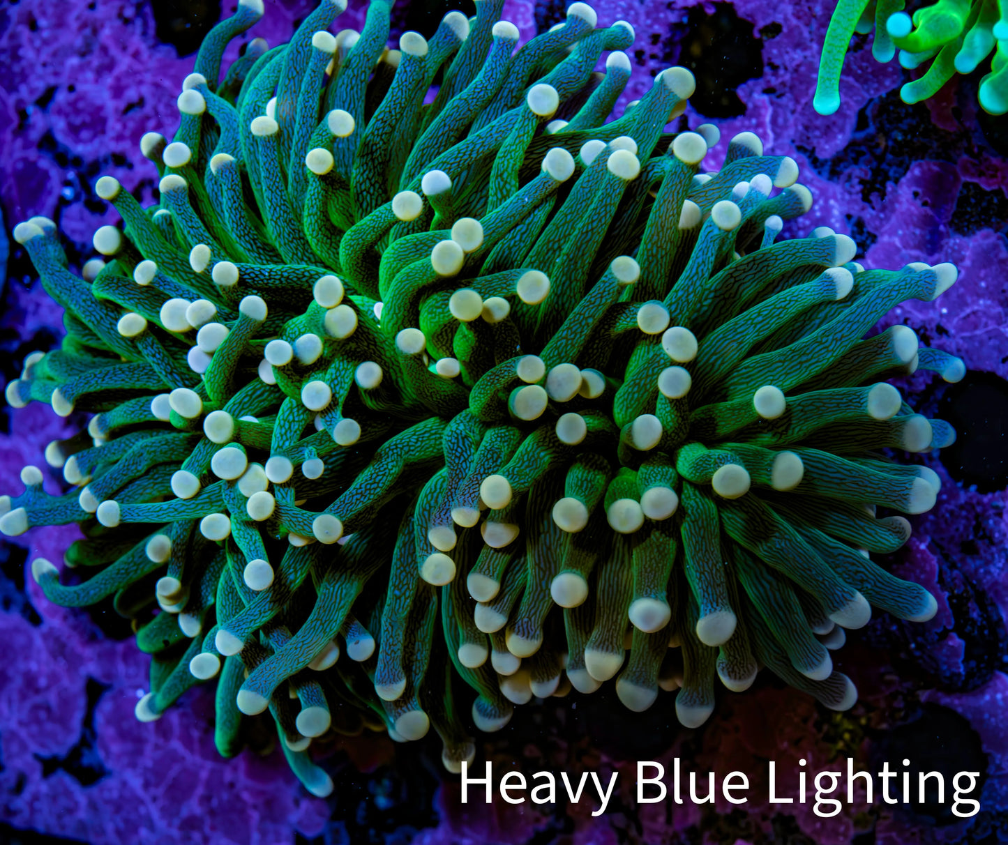 Ultra Orange Tip Torch Coral WYSIWYG 8cm Ultra Orange Tip Torch Coral WYSIWYG 8cm LPS Ultra Orange Tip Torch Coral WYSIWYG 8cm Zeo Box Reef