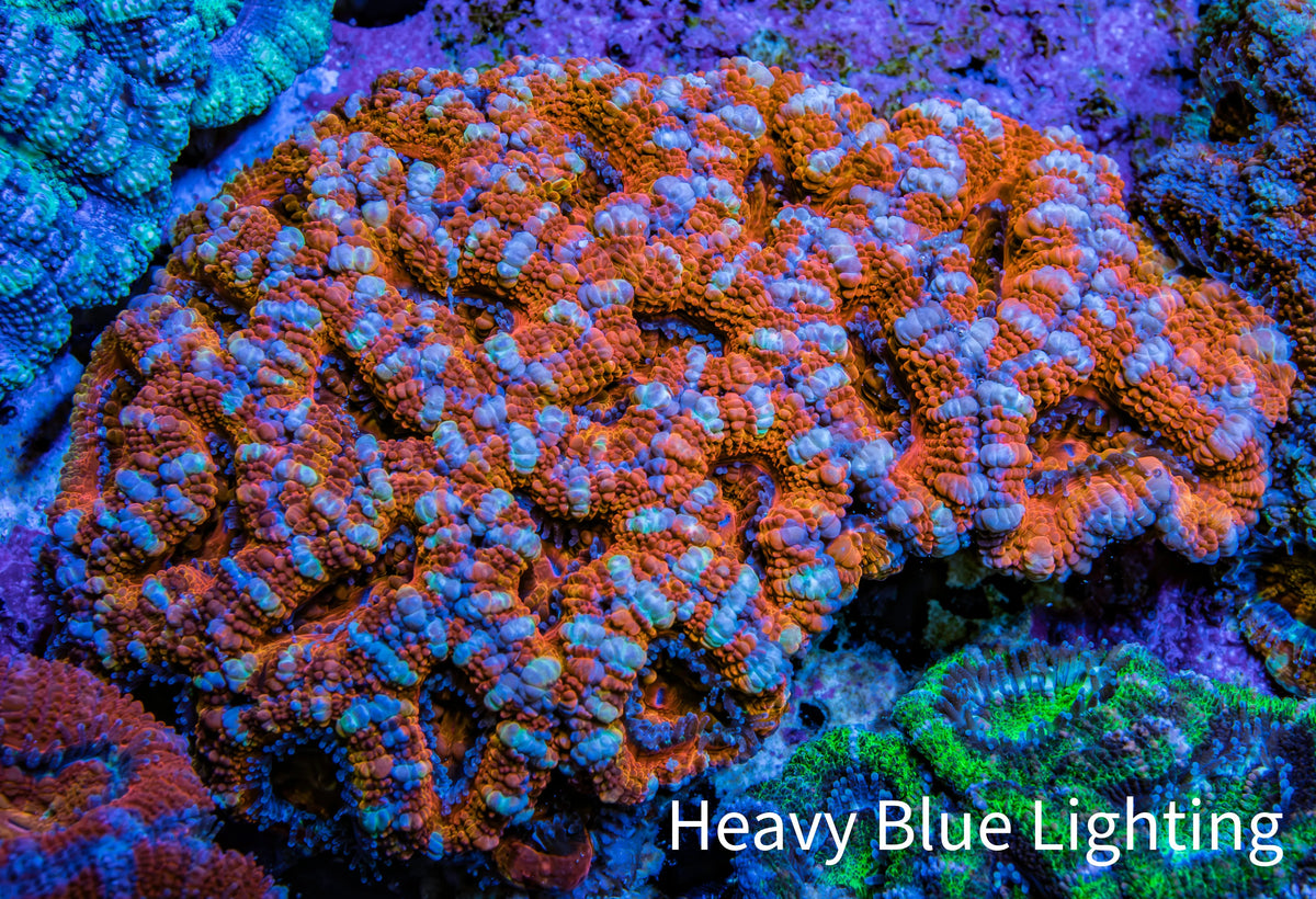 Ultra Orange and Blue Acan Coral WYSIWYG 7cm B2R2B1 Ultra Orange and Blue Acan Coral WYSIWYG 7cm B2R2B1 LPS Coral Ultra Orange and Blue Acan Coral WYSIWYG 7cm B2R2B1 Zeo Box Reef