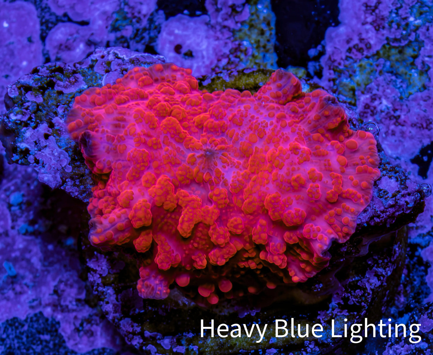 Ultra Peach Bubble Corallimorph Coral WYSIWYG 2cm Ultra Peach Bubble Corallimorph Coral WYSIWYG 2cm Animals & Pet Supplies Ultra Peach Bubble Corallimorph Coral WYSIWYG 2cm Zeo Box Reef