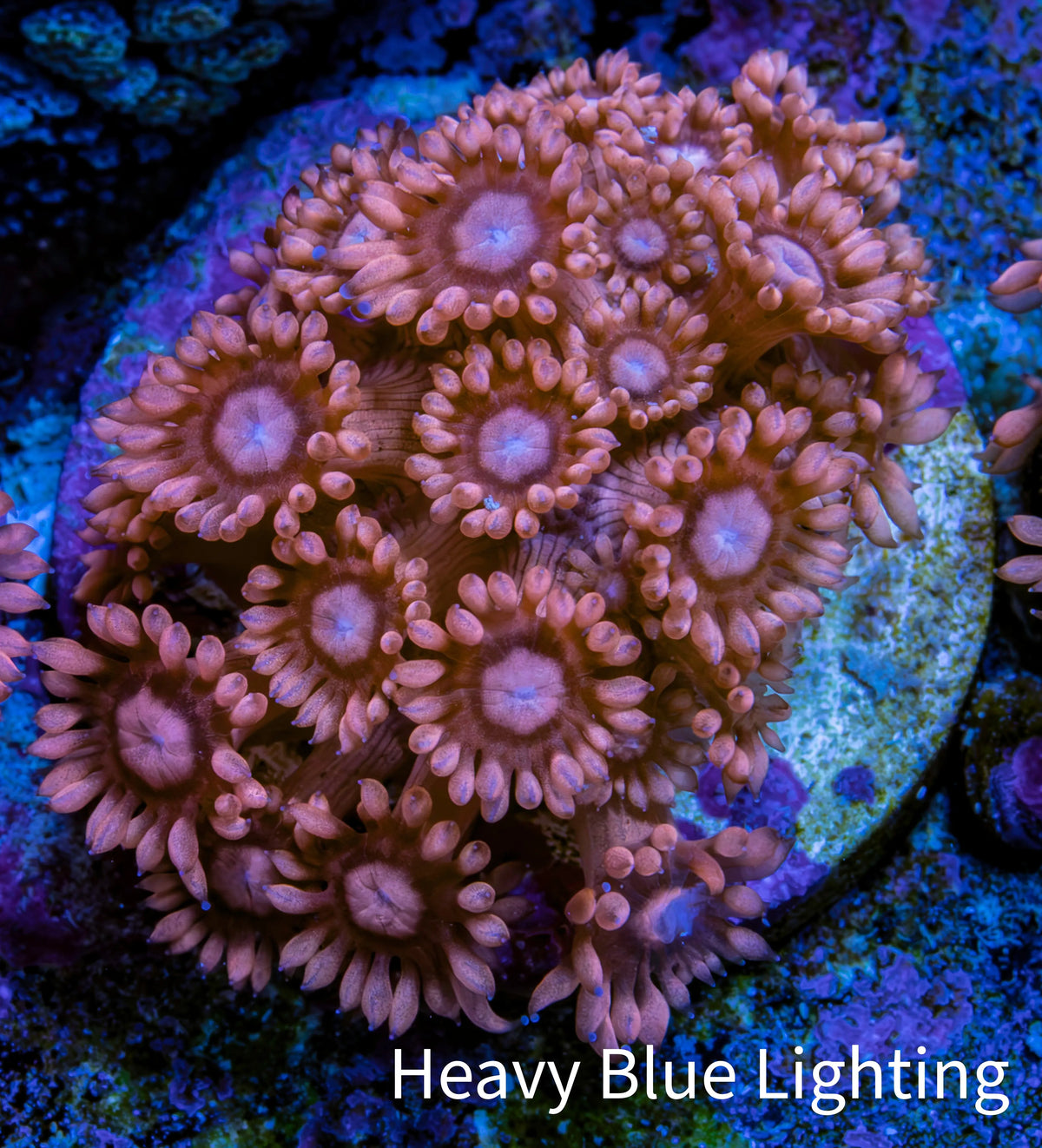 Ultra Peach & Pink Goniopora Cora Fragl, WYSIWYG D5R4B1 Ultra Peach & Pink Goniopora Cora Fragl, WYSIWYG D5R4B1 Animals & Pet Supplies Ultra Peach & Pink Goniopora Cora Fragl, WYSIWYG D5R4B1 Zeo Box Reef