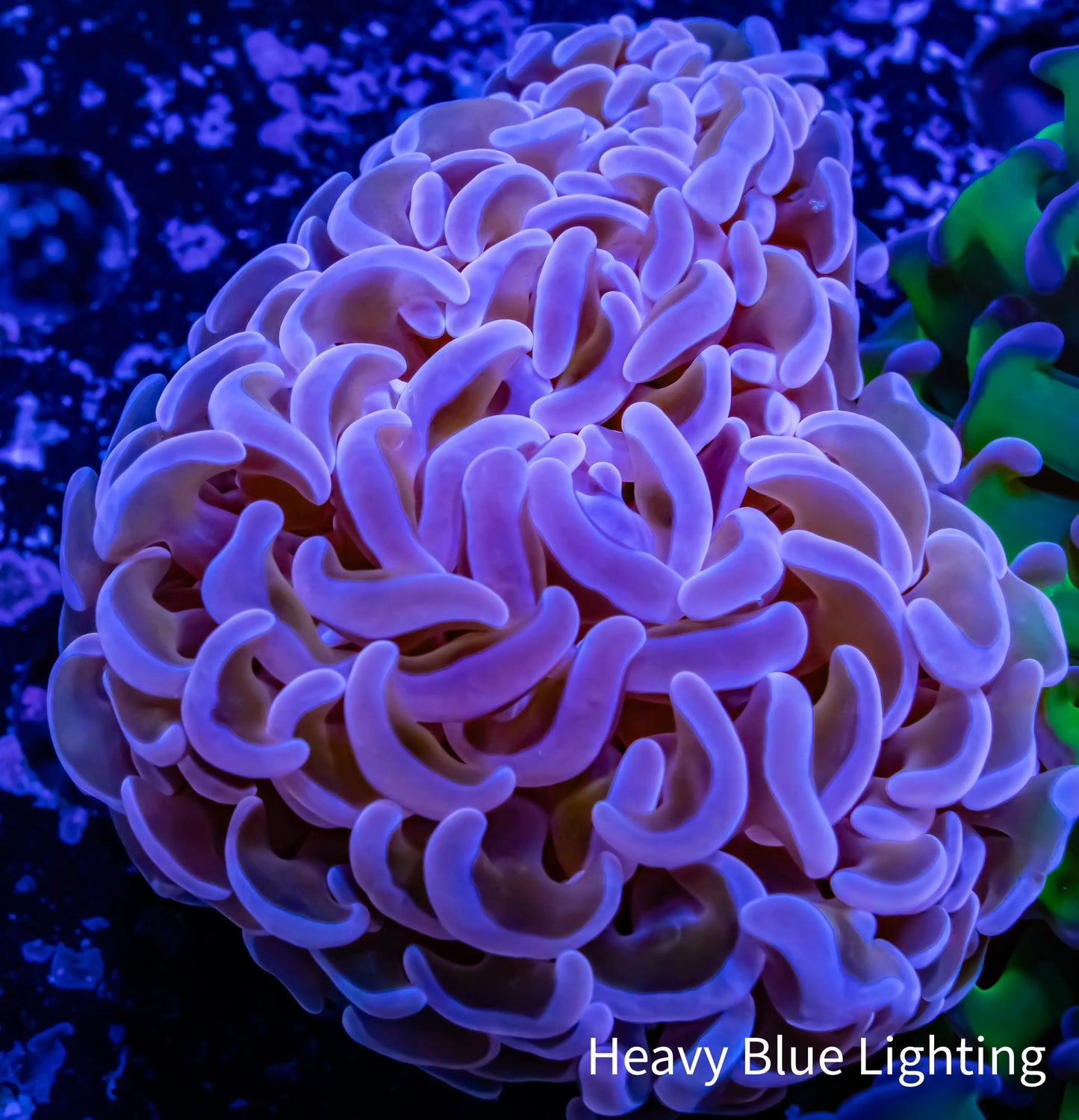 Ultra Pink Hammer Coral WYSIWYG 6cm A1R5B1 Ultra Pink Hammer Coral WYSIWYG 6cm A1R5B1 Aquarium Decor Ultra Pink Hammer Coral WYSIWYG 6cm A1R5B1 Zeo Box Reef