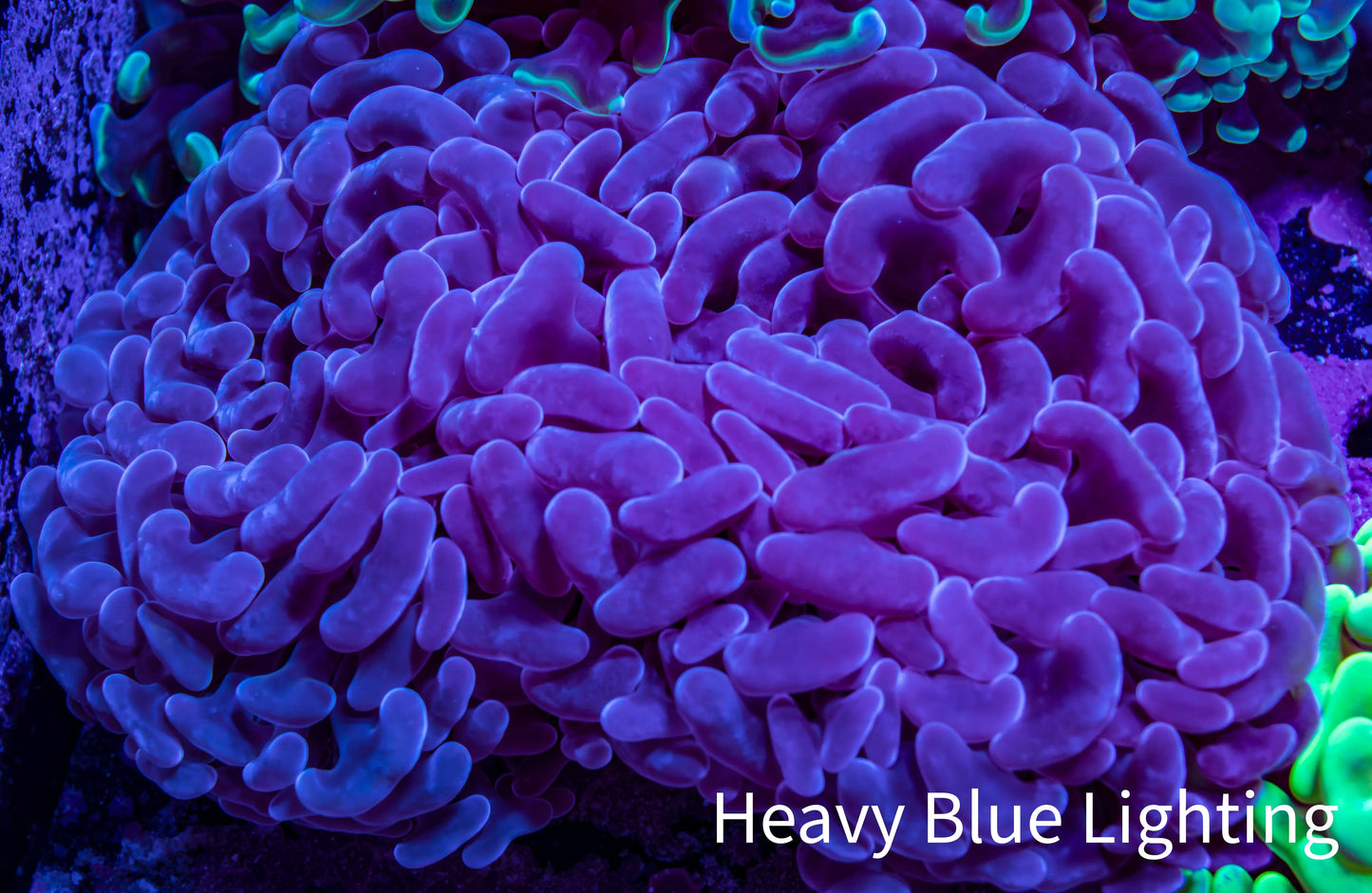 Ultra Pink Jelly Bean Tip Hammer Coral – WYSIWYG 10cm G31R6B1 Ultra Pink Jelly Bean Tip Hammer Coral – WYSIWYG 10cm G31R6B1 Aquarium Decor Ultra Pink Jelly Bean Tip Hammer Coral – WYSIWYG 10cm G31R6B1 Zeo Box Reef