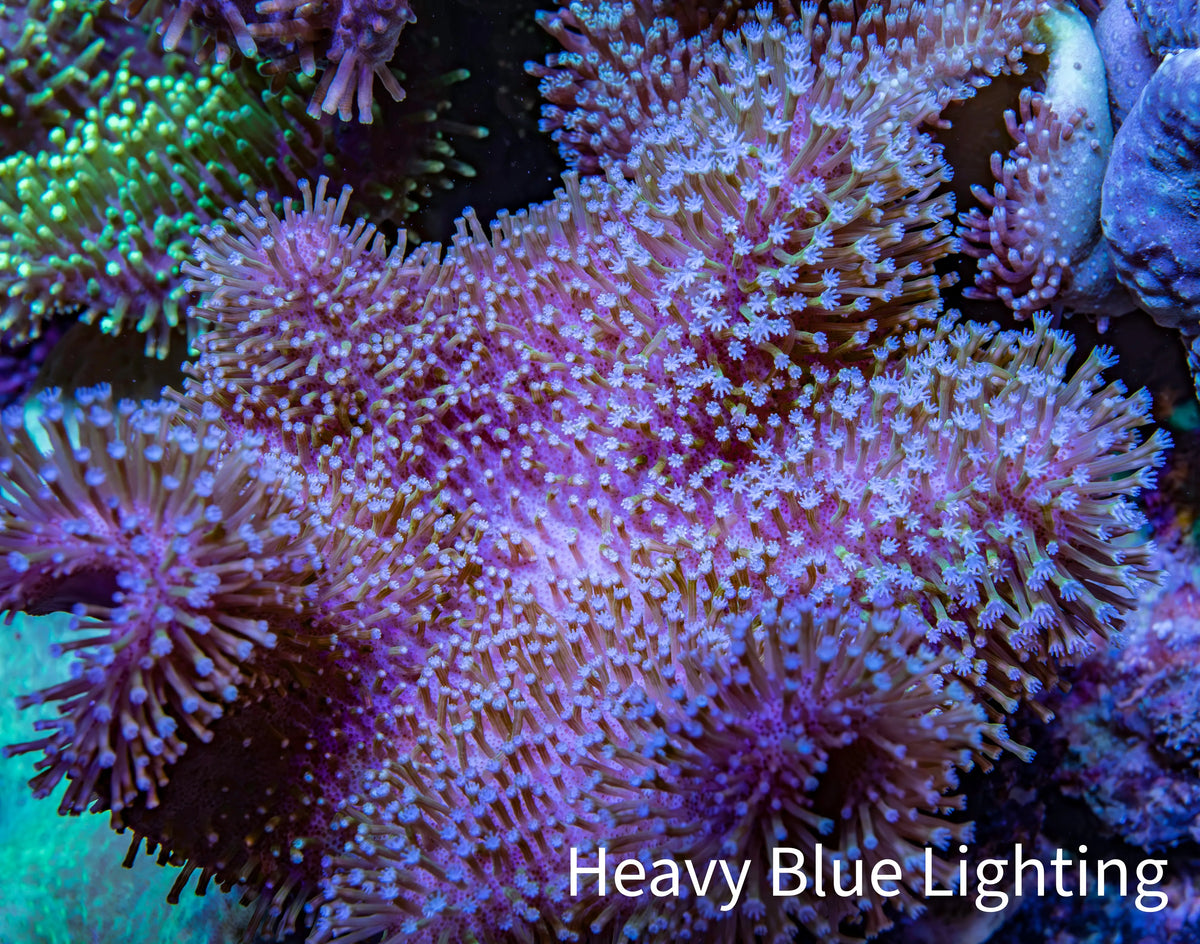 Ultra Pink Lilac Tip Long Polyp Leather Coral WYSIWYG Ultra Pink Lilac Tip Long Polyp Leather Coral WYSIWYG Soft Coral Ultra Pink Lilac Tip Long Polyp Leather Coral WYSIWYG Zeo Box Reef