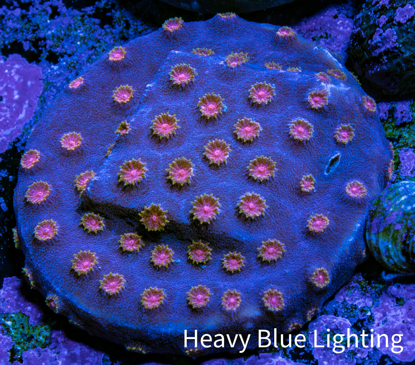 Ultra Pink Polyp Cyphastrea Coral Frag WYSIWYG Ultra Pink Polyp Cyphastrea Coral Frag WYSIWYG SPS Ultra Pink Polyp Cyphastrea Coral Frag WYSIWYG Zeo Box Reef