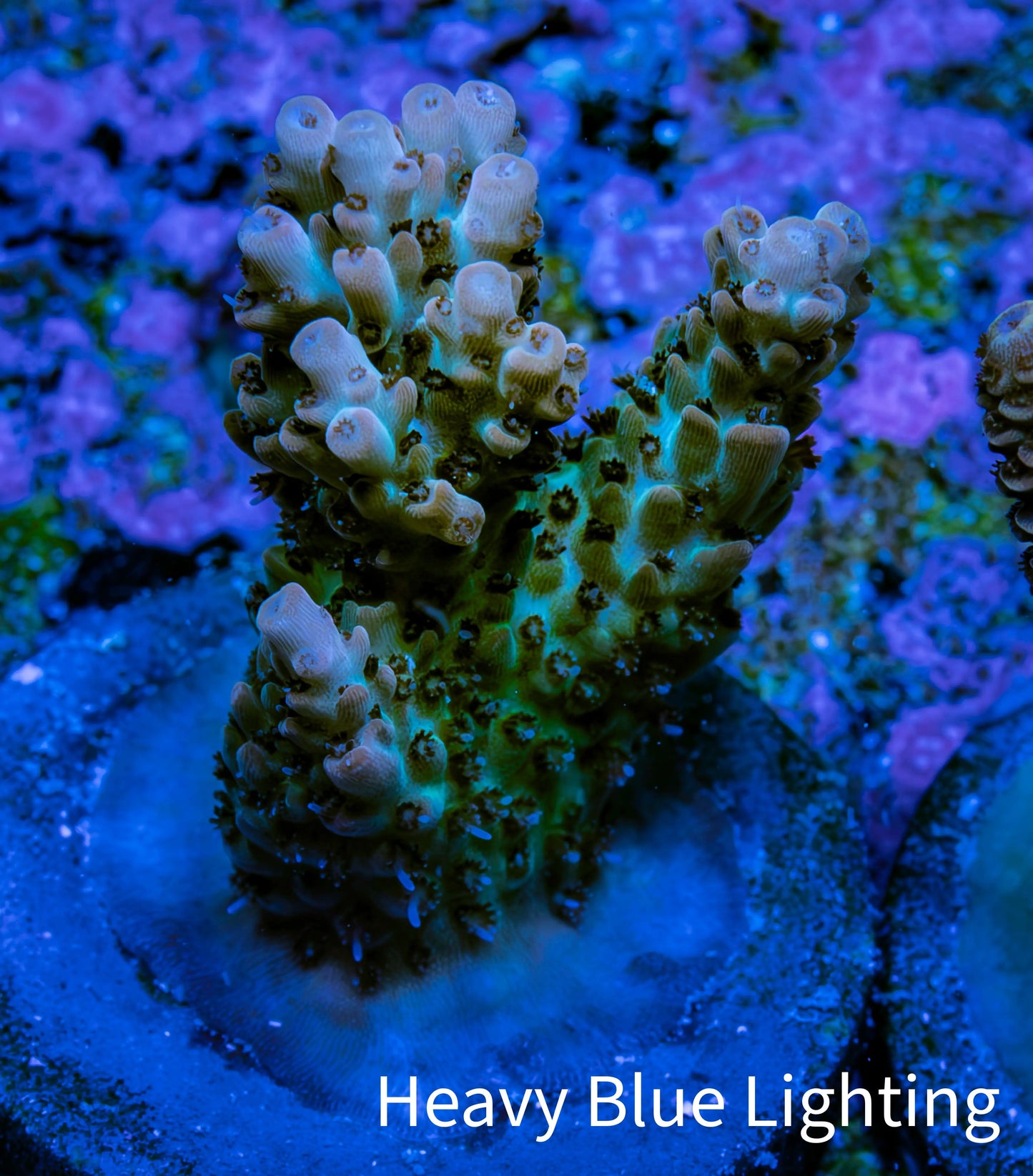 Ultra Pink Tip Acro Frag WYSIWYG Ultra Pink Tip Acro Frag WYSIWYG SPS Ultra Pink Tip Acro Frag WYSIWYG Zeo Box Reef