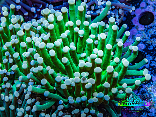 Ultra Pink Tip Green Stem Torch Coral 6cm WYSIWYG B4R1B1 Ultra Pink Tip Green Stem Torch Coral 6cm WYSIWYG B4R1B1 LPS Ultra Pink Tip Green Stem Torch Coral 6cm WYSIWYG B4R1B1 Zeo Box Reef