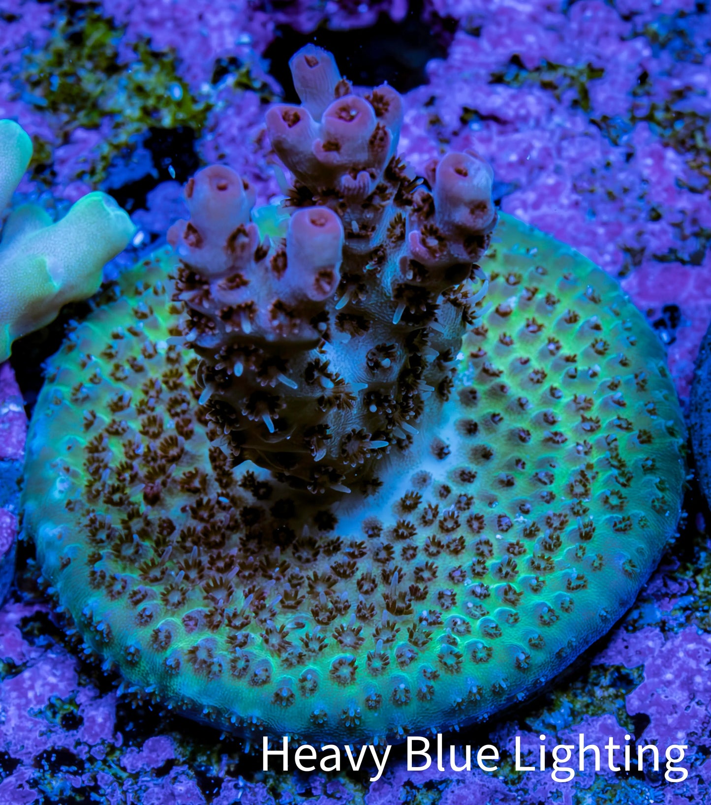Ultra Pink Tip Green and Blue Acro Frag WYSIWYG Ultra Pink Tip Green and Blue Acro Frag WYSIWYG SPS Ultra Pink Tip Green and Blue Acro Frag WYSIWYG Zeo Box Reef