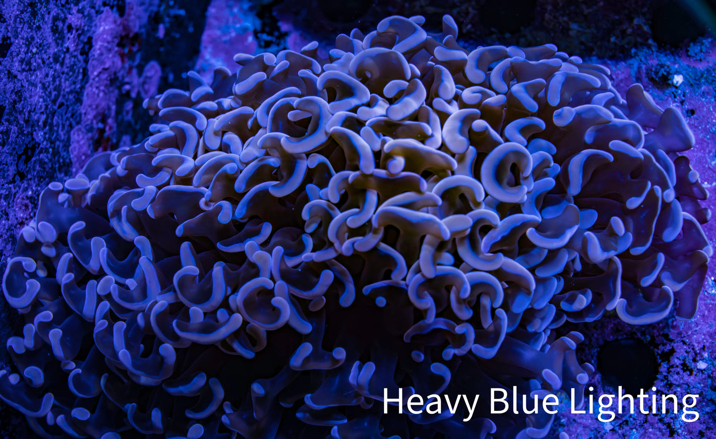 Ultra Pink Tip Hammer Coral – WYSIWYG 9cm G41R6B1 Ultra Pink Tip Hammer Coral – WYSIWYG 9cm G41R6B1 Aquarium Decor Ultra Pink Tip Hammer Coral – WYSIWYG 9cm G41R6B1 Zeo Box Reef