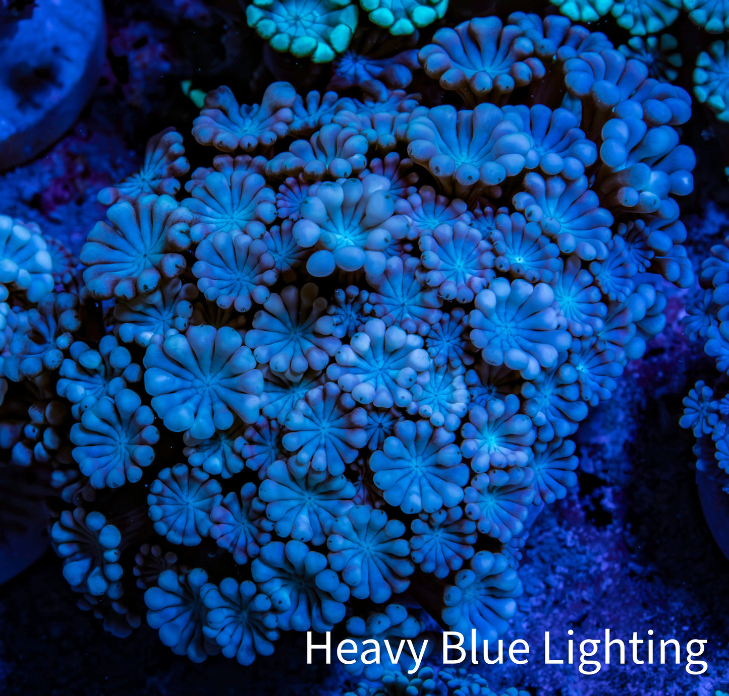 Ultra Pink & Blue Alveopora Coral Frag Ultra Pink & Blue Alveopora Coral Frag Animals & Pet Supplies Ultra Pink & Blue Alveopora Coral Frag Zeo Box Reef