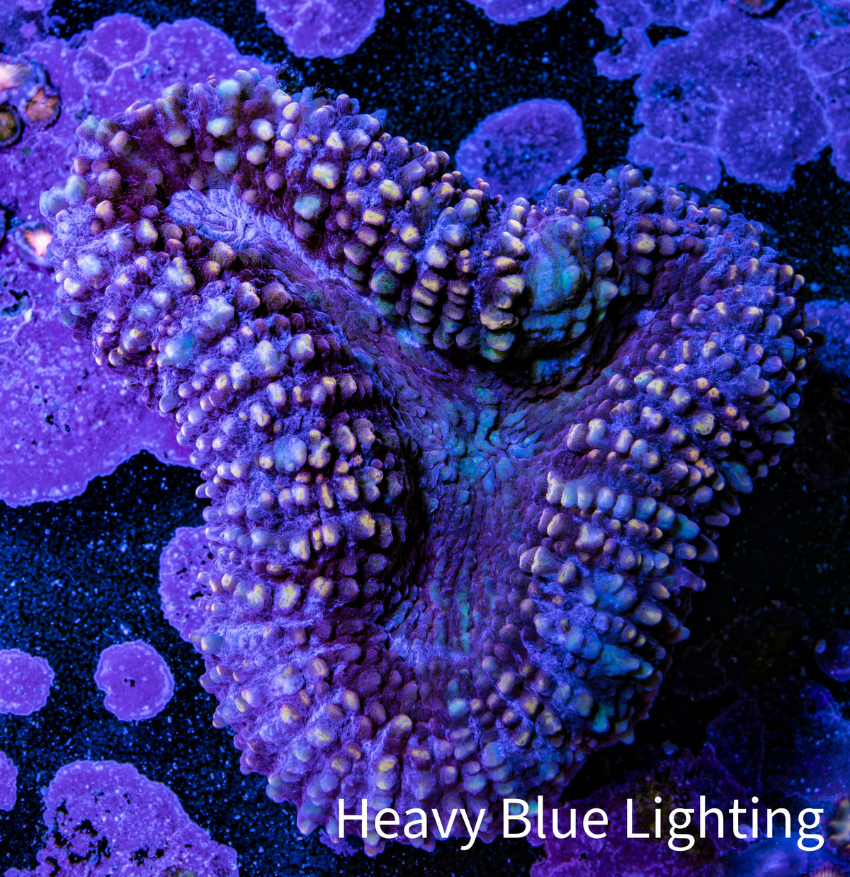 Ultra Purple Teal Lobo Coral WYSIWYG 6cm Ultra Purple Teal Lobo Coral WYSIWYG 6cm LPS Ultra Purple Teal Lobo Coral WYSIWYG 6cm Zeo Box Reef
