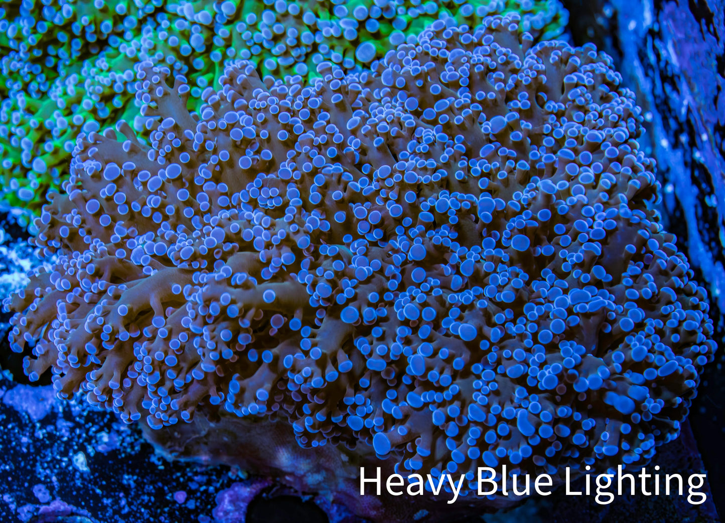 Ultra Purple Tip Frogspawn Coral - WYSIWYG 10cm E1R5B1 Ultra Purple Tip Frogspawn Coral - WYSIWYG 10cm E1R5B1 LPS Ultra Purple Tip Frogspawn Coral - WYSIWYG 10cm E1R5B1 Zeo Box Reef