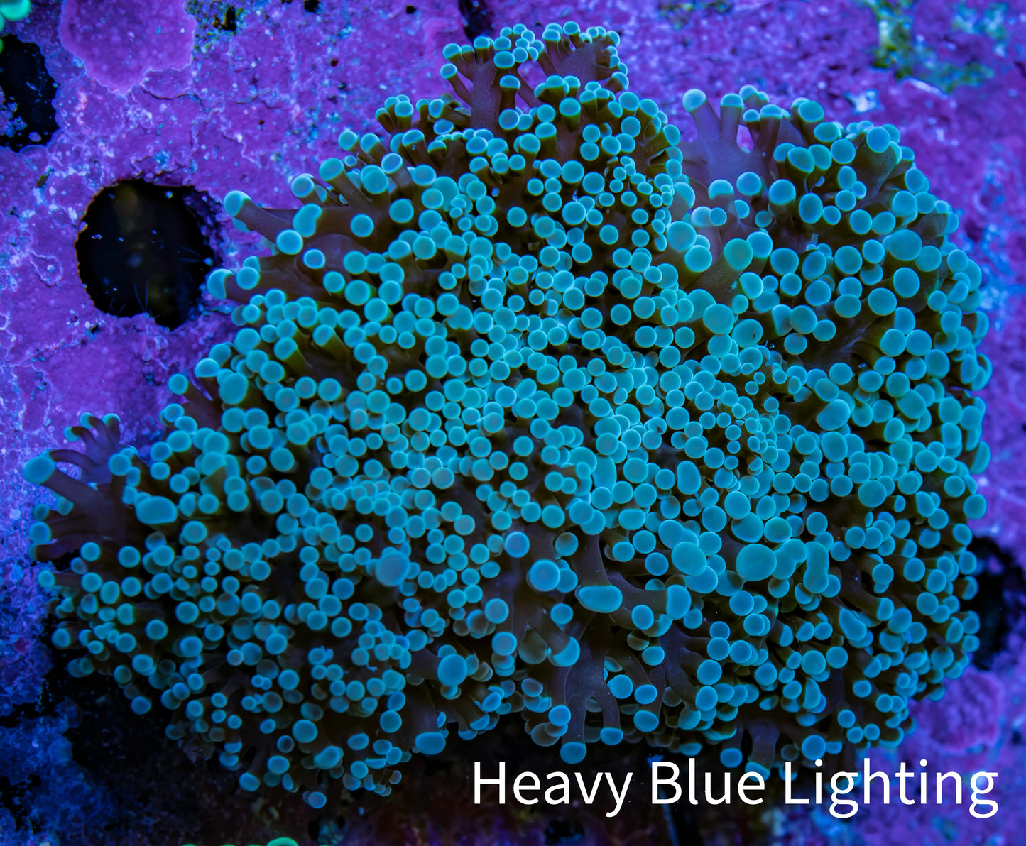 Ultra Purple Tip Frogspawn Coral - WYSIWYG 9cm B2R5B1 Ultra Purple Tip Frogspawn Coral - WYSIWYG 9cm B2R5B1 LPS Ultra Purple Tip Frogspawn Coral - WYSIWYG 9cm B2R5B1 Zeo Box Reef
