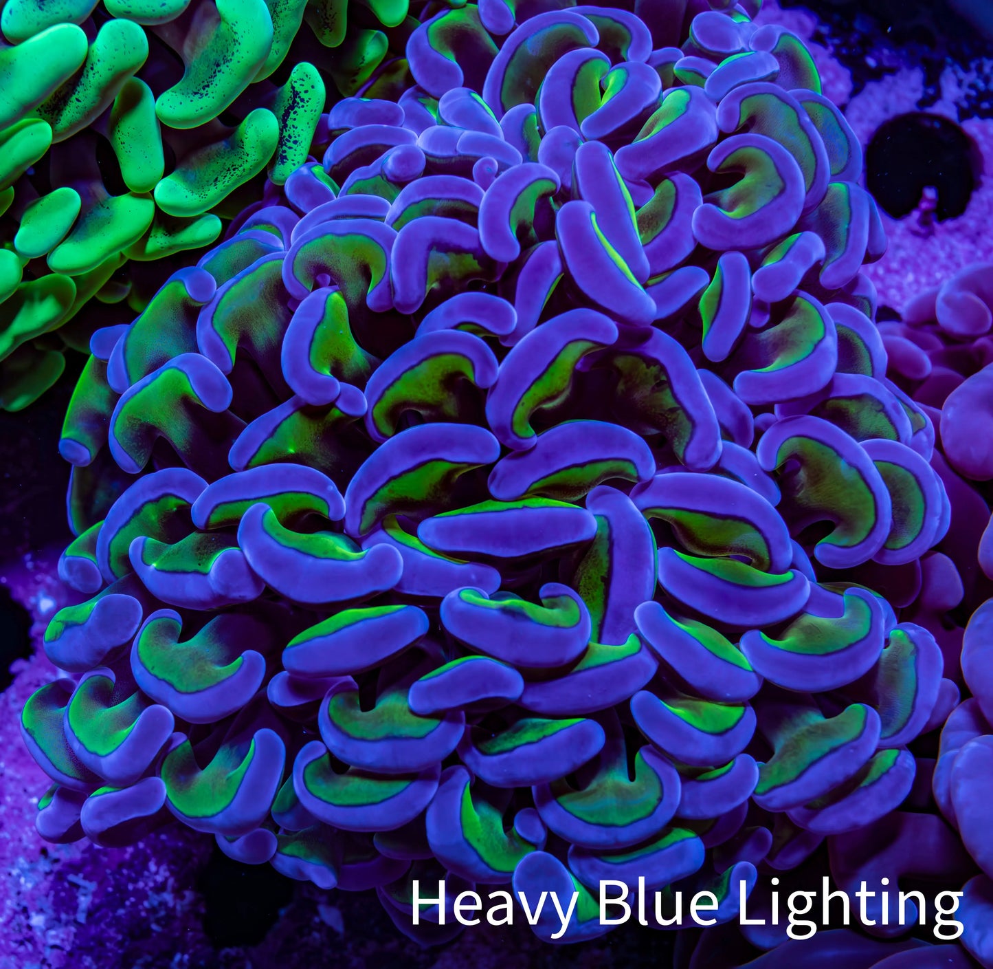 Ultra Purple & Gold Stem Hammer Coral – WYSIWYG 9cm C3R6B1 Ultra Purple & Gold Stem Hammer Coral – WYSIWYG 9cm C3R6B1 Aquarium Decor Ultra Purple & Gold Stem Hammer Coral – WYSIWYG 9cm C3R6B1 Zeo Box Reef