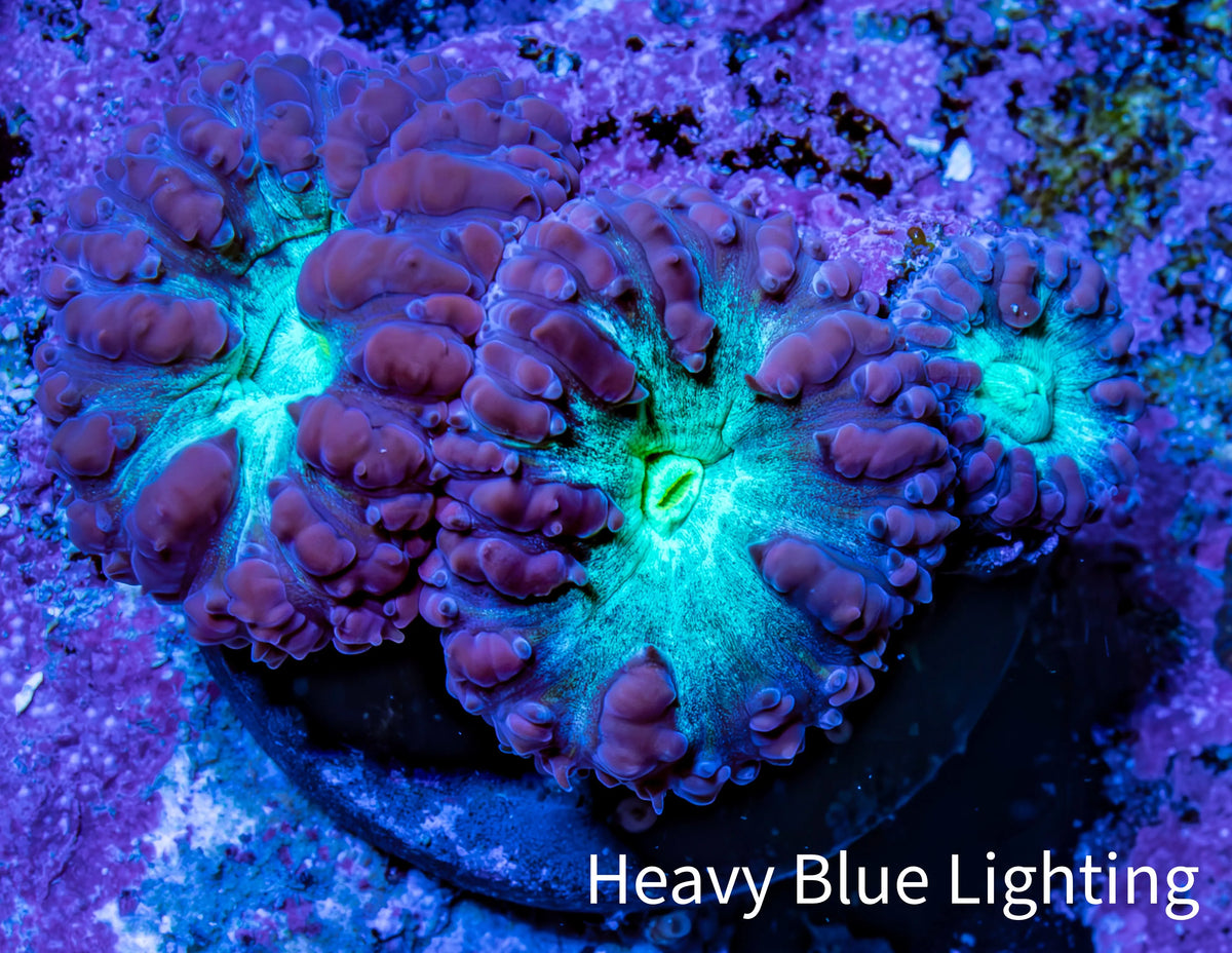 Ultra Purple & Green Blastomussa Coral Frag, WYSIWYG Ultra Purple & Green Blastomussa Coral Frag, WYSIWYG LPS Ultra Purple & Green Blastomussa Coral Frag, WYSIWYG Zeo Box Reef