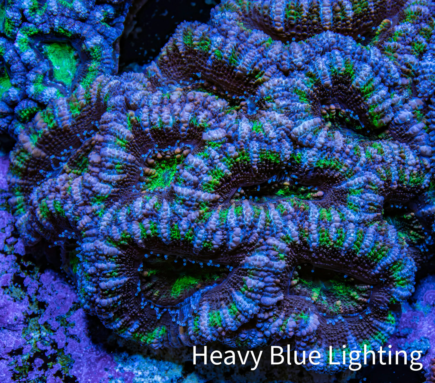 Ultra Purple and Green Acan Coral WYSIWYG 5cm B1R2B1 Ultra Purple and Green Acan Coral WYSIWYG 5cm B1R2B1 LPS Coral Ultra Purple and Green Acan Coral WYSIWYG 5cm B1R2B1 Zeo Box Reef