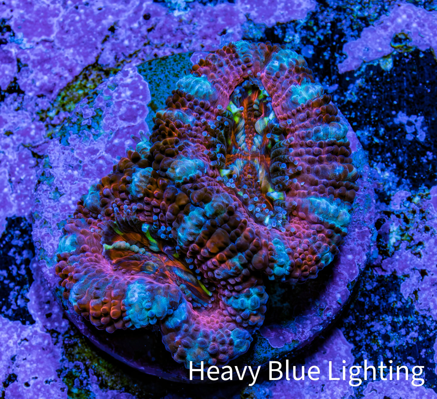 Ultra Rainbow Acan Coral Frag WYSIWYG A8R2B1 Ultra Rainbow Acan Coral Frag WYSIWYG A8R2B1 LPS Coral Ultra Rainbow Acan Coral Frag WYSIWYG A8R2B1 Zeo Box Reef