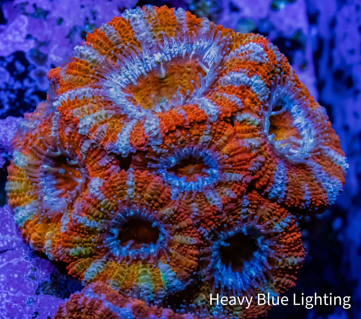 Ultra Rainbow Acan Coral - Micromussa Lordhowensis - Rainbow 🌈 Acan WYSIWYG 4cm Ultra Rainbow Acan Coral - Micromussa Lordhowensis - Rainbow 🌈 Acan WYSIWYG 4cm LPS Coral Ultra Rainbow Acan Coral - Micromussa Lordhowensis - Rainbow 🌈 Acan WYSIWYG 4cm Zeo Box Reef