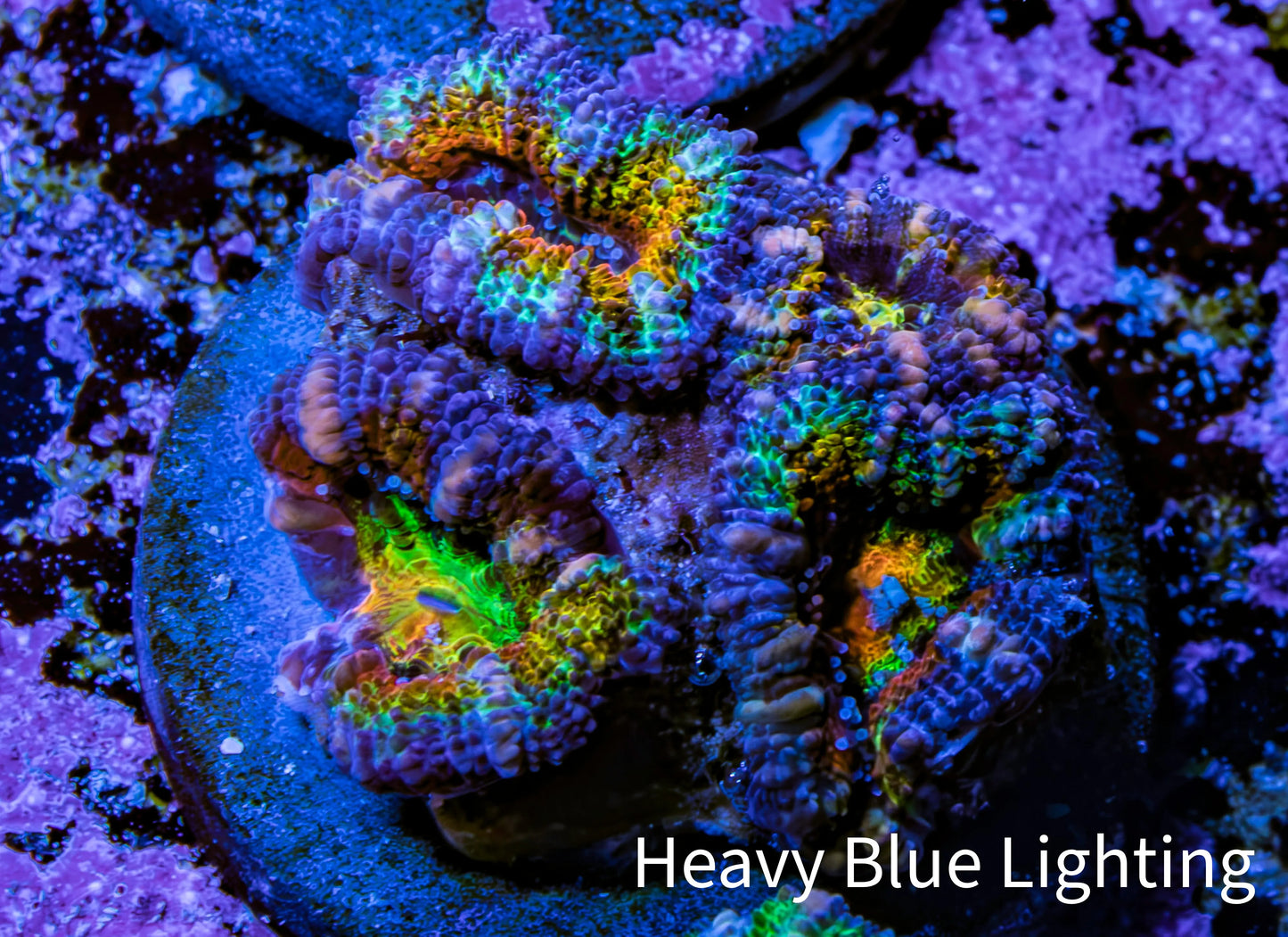 Ultra Rainbow 🌈 Acan Coral Frag WYSIWYG Ultra Rainbow 🌈 Acan Coral Frag WYSIWYG LPS Coral Ultra Rainbow 🌈 Acan Coral Frag WYSIWYG Zeo Box Reef