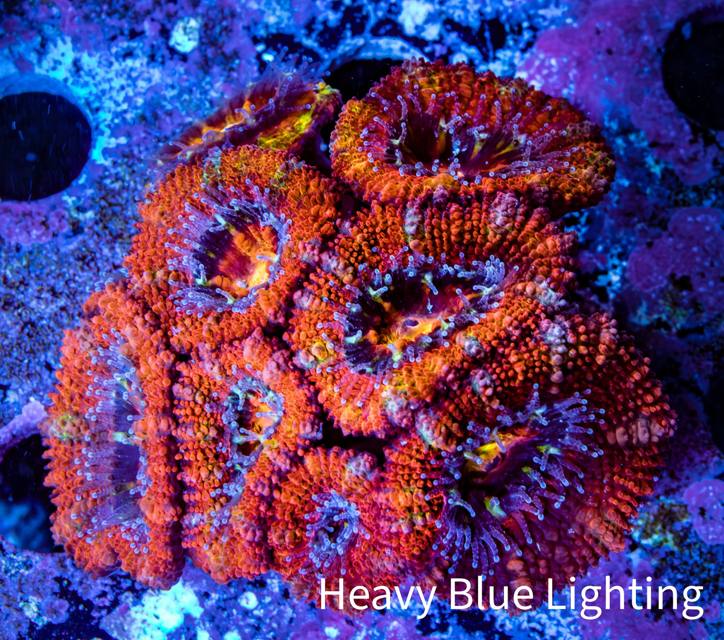 Ultra Rainbow 🌈 Acan Coral - Micromussa Lordhowensis - Acan Frag WYSIWYG C3R3B1 Ultra Rainbow 🌈 Acan Coral - Micromussa Lordhowensis - Acan Frag WYSIWYG C3R3B1 LPS Coral Ultra Rainbow 🌈 Acan Coral - Micromussa Lordhowensis - Acan Frag WYSIWYG C3R3B1 Zeo Box Reef