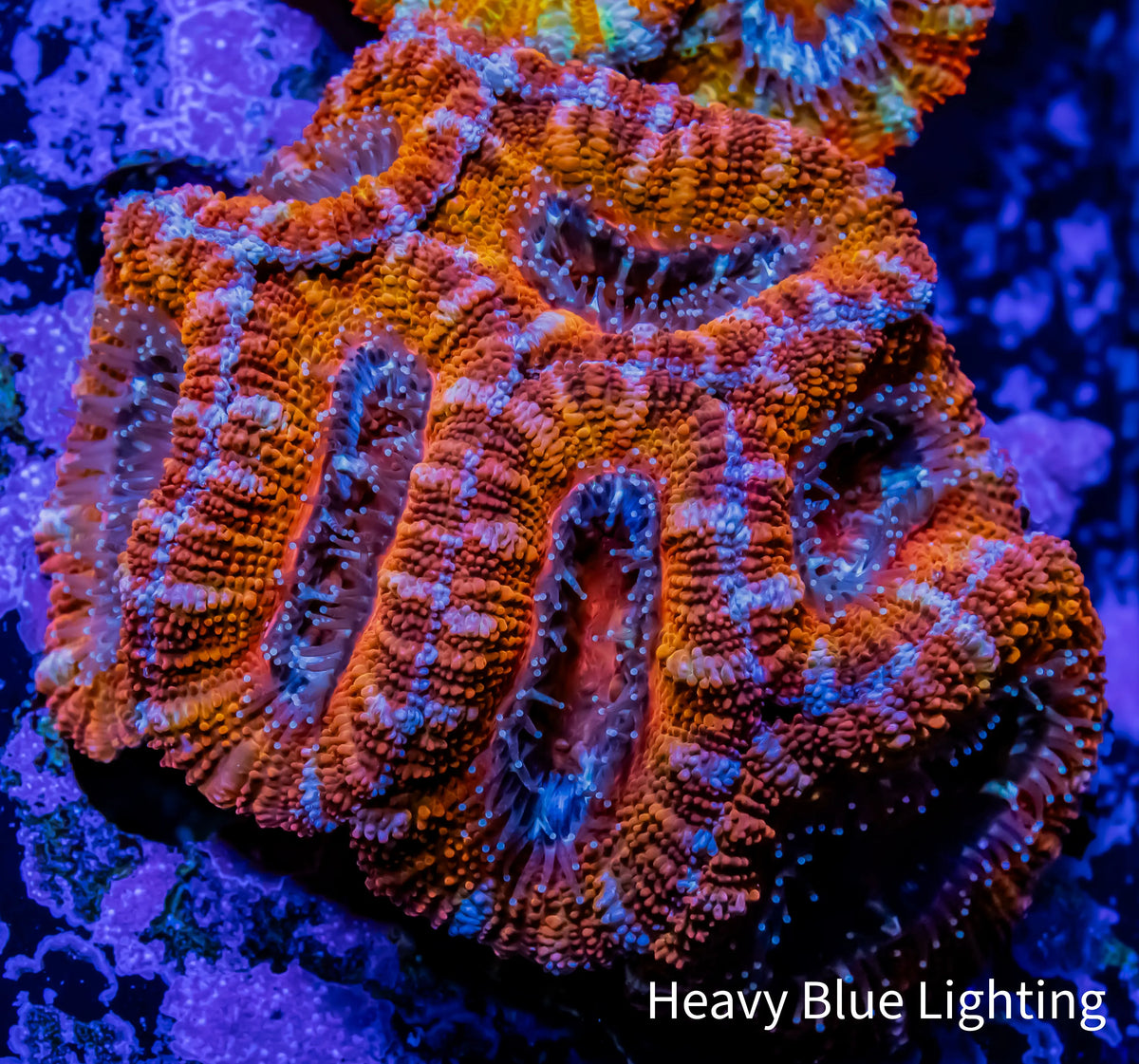 Ultra Rainbow 🌈 Acan Coral - Micromussa Lordhowensis - Acan WYSIWYG 6cm Ultra Rainbow 🌈 Acan Coral - Micromussa Lordhowensis - Acan WYSIWYG 6cm LPS Coral Ultra Rainbow 🌈 Acan Coral - Micromussa Lordhowensis - Acan WYSIWYG 6cm Zeo Box Reef