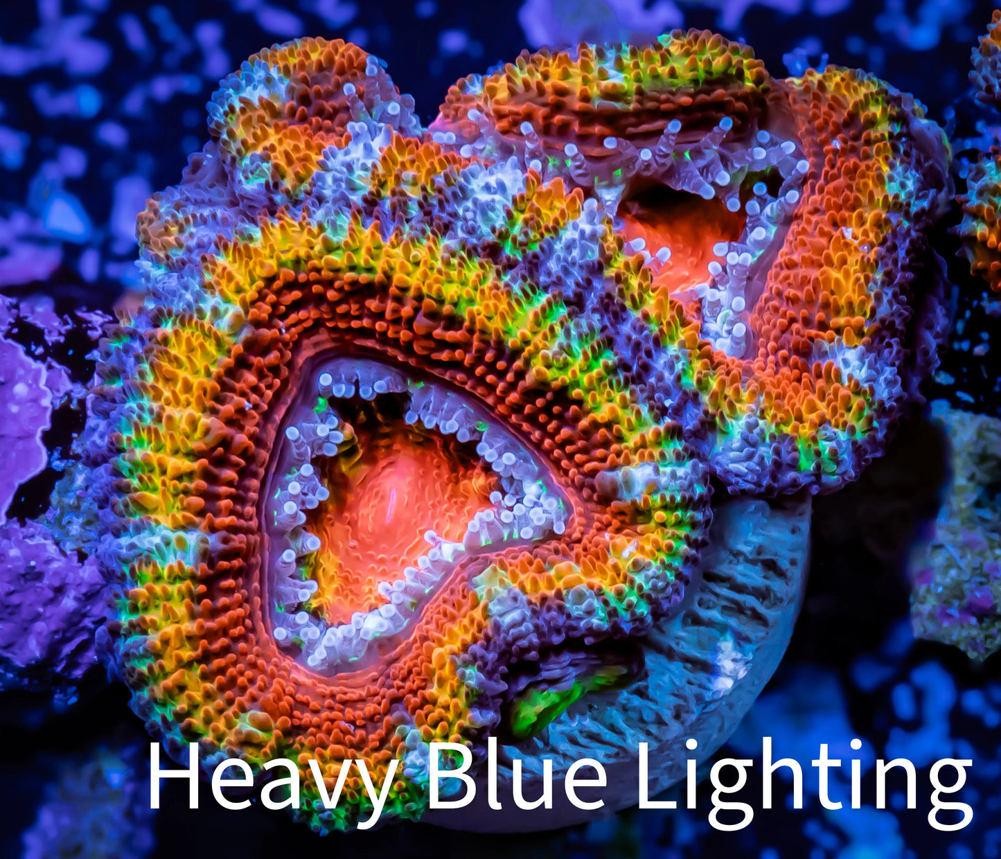 Ultra Rainbow 🌈 Acan Coral - Micromussa Lordhowensis -ZBR Electric Eclipse Acan Frag WYSIWYG Ultra Rainbow 🌈 Acan Coral - Micromussa Lordhowensis -ZBR Electric Eclipse Acan Frag WYSIWYG LPS Coral Ultra Rainbow 🌈 Acan Coral - Micromussa Lordhowensis -ZBR Electric Eclipse Acan Frag WYSIWYG Zeo Box Reef
