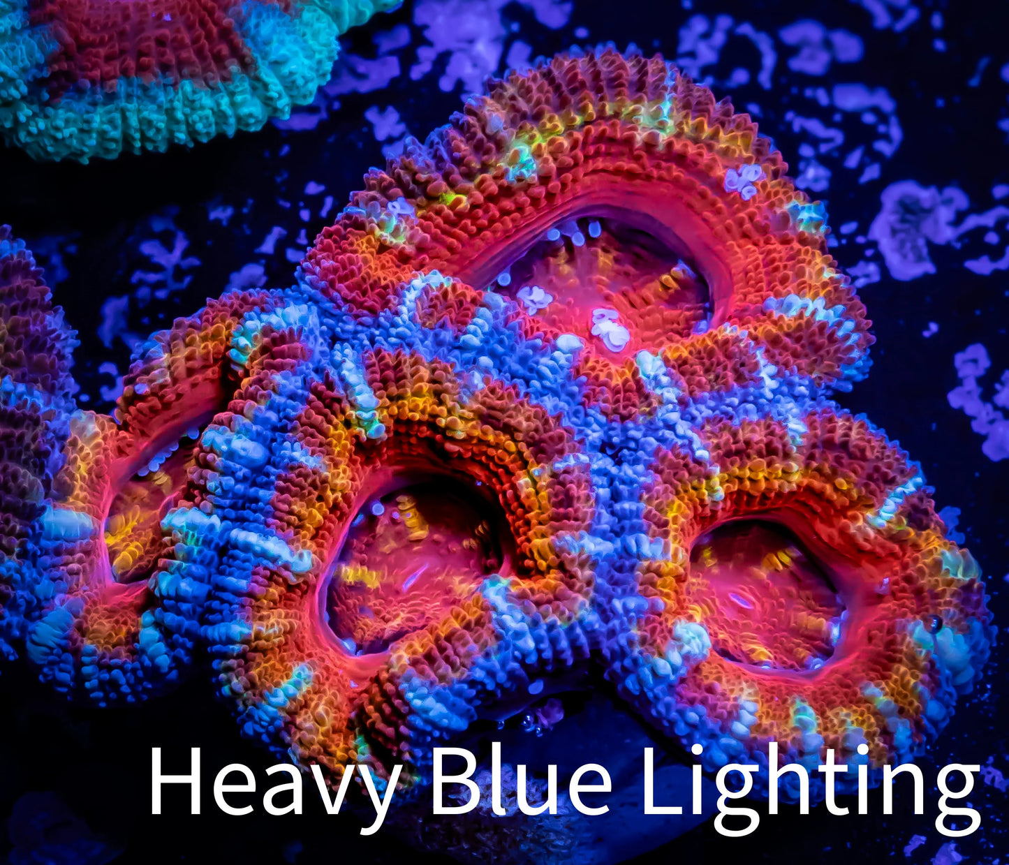Ultra Rainbow 🌈 Acan Coral - Micromussa Lordhowensis -ZBR Kaleidoscope Acan Frag WYSIWYG Ultra Rainbow 🌈 Acan Coral - Micromussa Lordhowensis -ZBR Kaleidoscope Acan Frag WYSIWYG LPS Coral Ultra Rainbow 🌈 Acan Coral - Micromussa Lordhowensis -ZBR Kaleidoscope Acan Frag WYSIWYG Zeo Box Reef