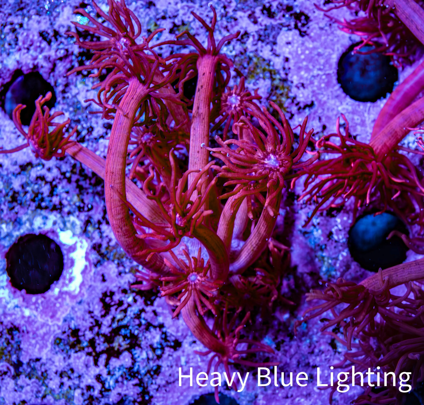 Ultra Red Goni Frag Ultra Red Goni Frag Animals & Pet Supplies Ultra Red Goni Frag Zeo Box Reef