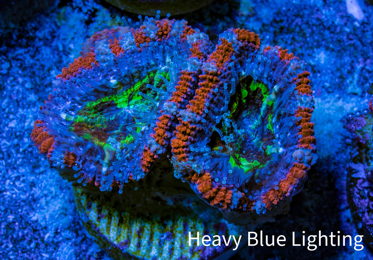 Ultra Red Orange Blue and Green Acan Frag WYSIWYG B7R3B1 Ultra Red Orange Blue and Green Acan Frag WYSIWYG B7R3B1 LPS Coral Ultra Red Orange Blue and Green Acan Frag WYSIWYG B7R3B1 Zeo Box Reef