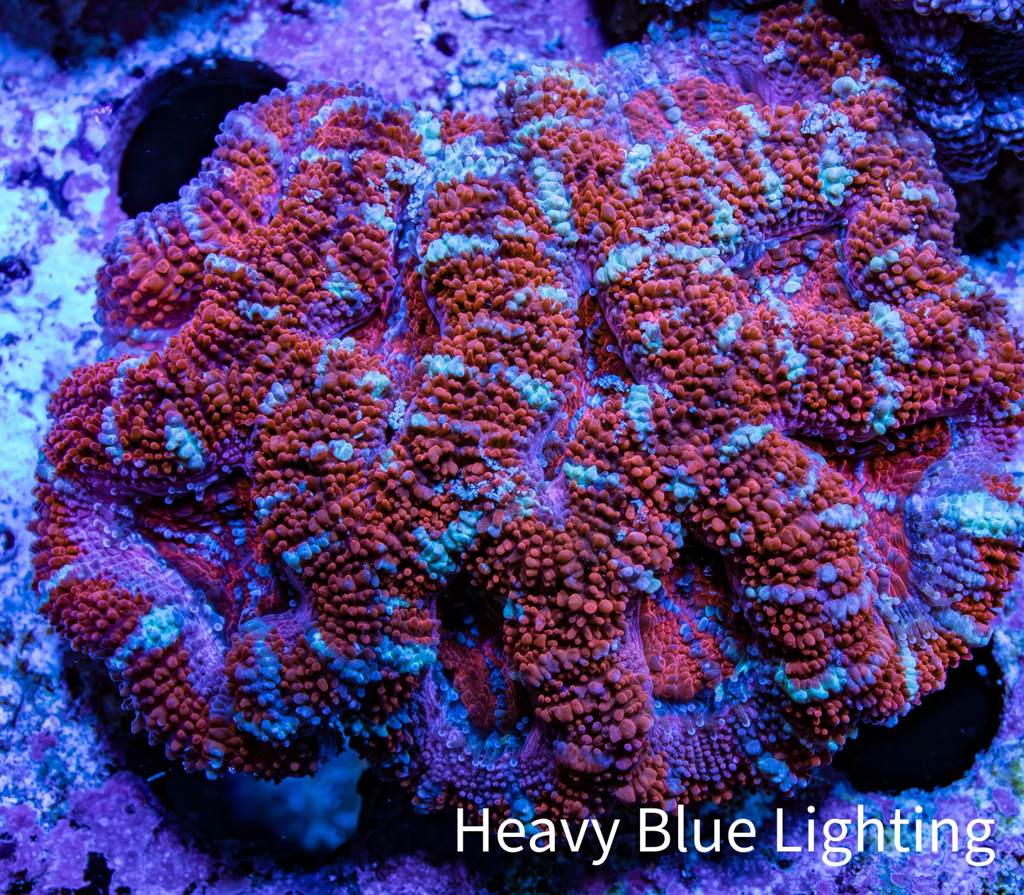 Ultra Red & Mint Green Acan Coral ā WYSIWYG 4cm WYSIWYG Ultra Red & Mint Green Acan Coral ā WYSIWYG 4cm WYSIWYG LPS Coral Ultra Red & Mint Green Acan Coral ā WYSIWYG 4cm WYSIWYG Zeo Box Reef