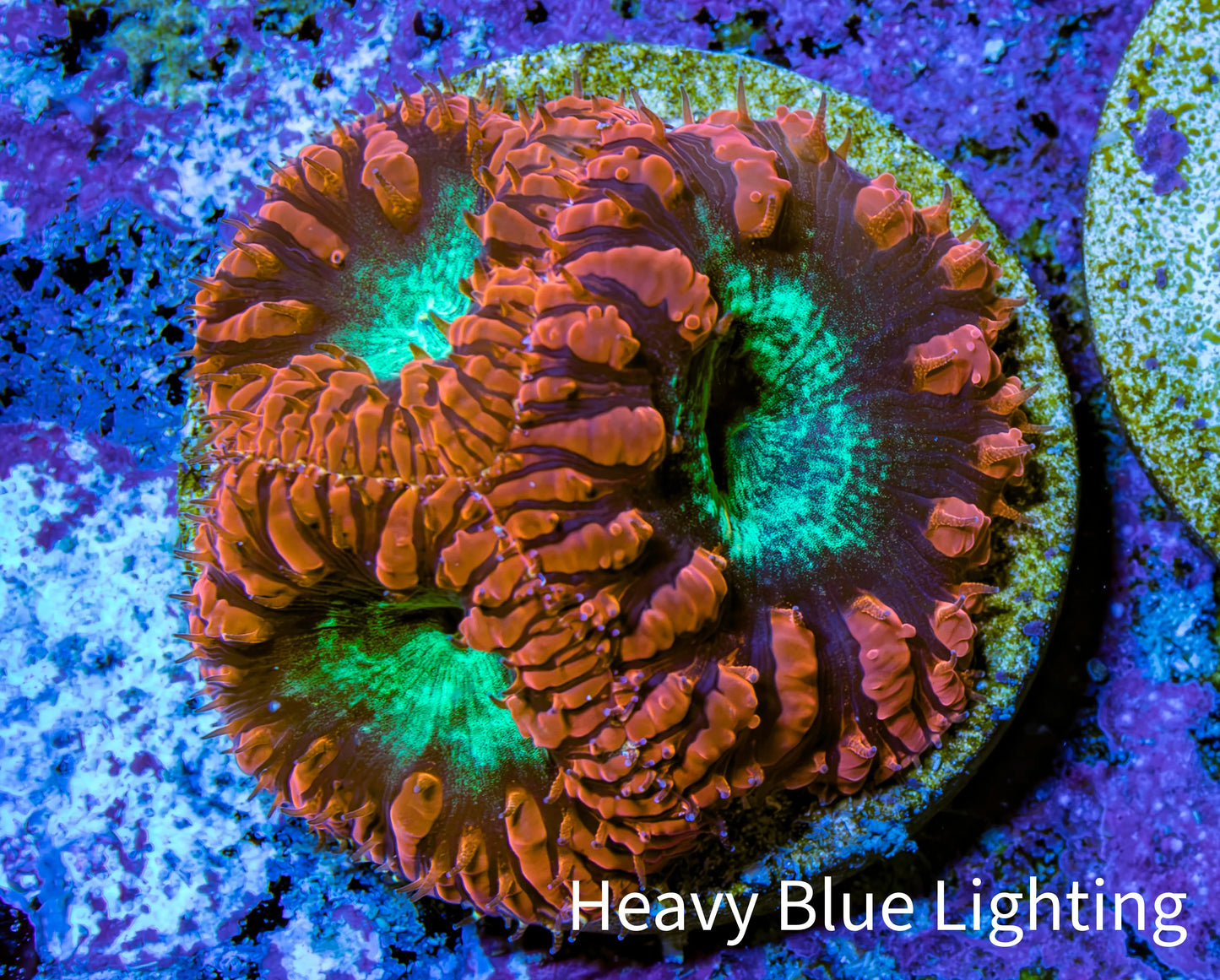 Ultra Red and Neon Green Blasto Frag WYSIWYG A1R4B2 Ultra Red and Neon Green Blasto Frag WYSIWYG A1R4B2 LPS Ultra Red and Neon Green Blasto Frag WYSIWYG A1R4B2 Zeo Box Reef