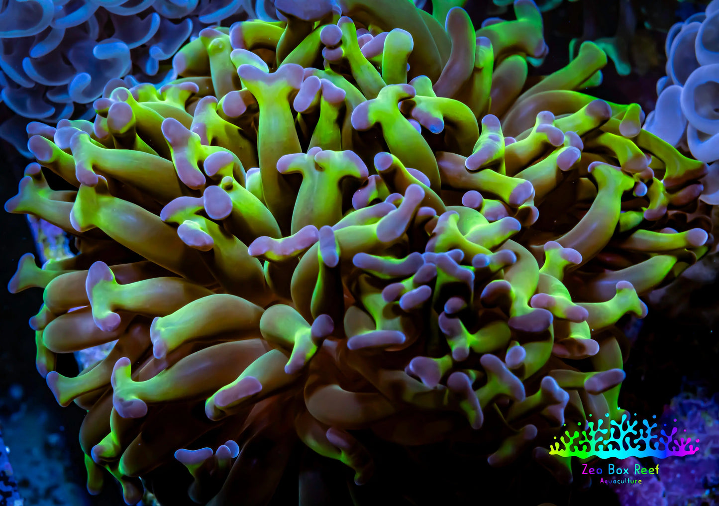 Ultra Reverse Hammer Coral - WYSIWYG 5cm C1R6B1 Ultra Reverse Hammer Coral - WYSIWYG 5cm C1R6B1 Aquarium Decor Ultra Reverse Hammer Coral - WYSIWYG 5cm C1R6B1 Zeo Box Reef