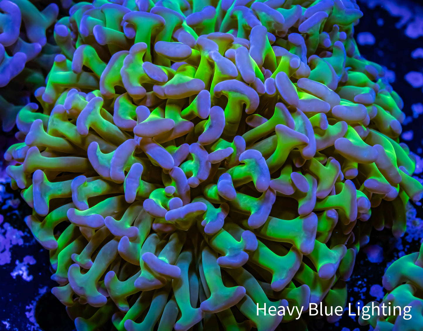 Ultra Reverse Hammer Coral WYSIWYG 9cm A2R5B1 Ultra Reverse Hammer Coral WYSIWYG 9cm A2R5B1 Aquarium Decor Ultra Reverse Hammer Coral WYSIWYG 9cm A2R5B1 Zeo Box Reef
