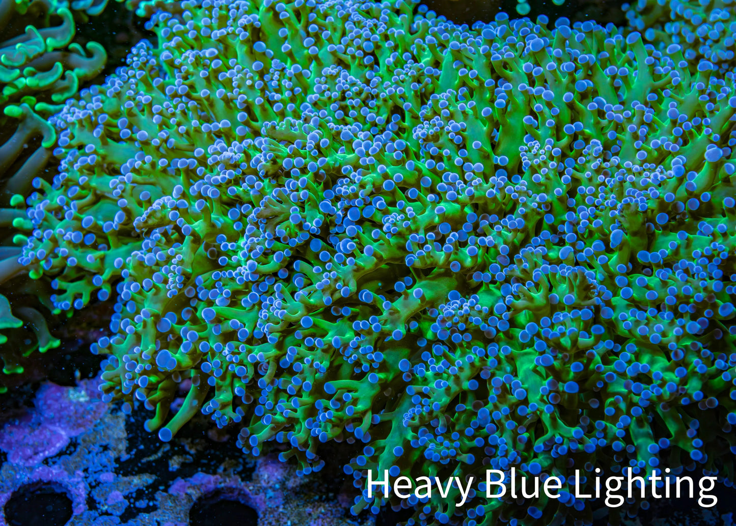 Ultra ReverseFrogspawn Coral - WYSIWYG 12cm C2R5B1 Ultra ReverseFrogspawn Coral - WYSIWYG 12cm C2R5B1 LPS Ultra ReverseFrogspawn Coral - WYSIWYG 12cm C2R5B1 Zeo Box Reef