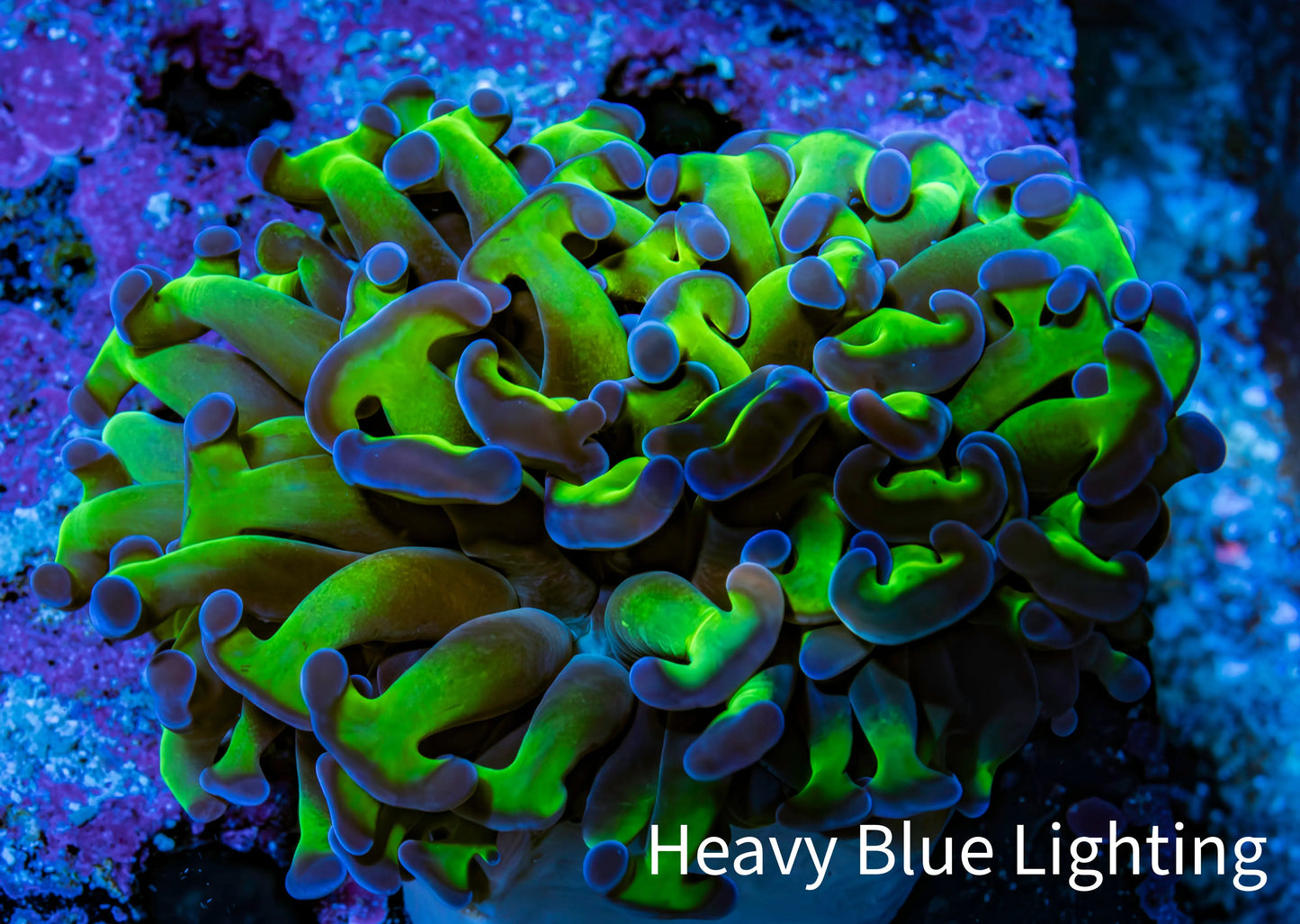 Ultra Revertse Hammer Coral - WYSIWYG 6cm F3R6B1 Ultra Revertse Hammer Coral - WYSIWYG 6cm F3R6B1 Aquarium Decor Ultra Revertse Hammer Coral - WYSIWYG 6cm F3R6B1 Zeo Box Reef