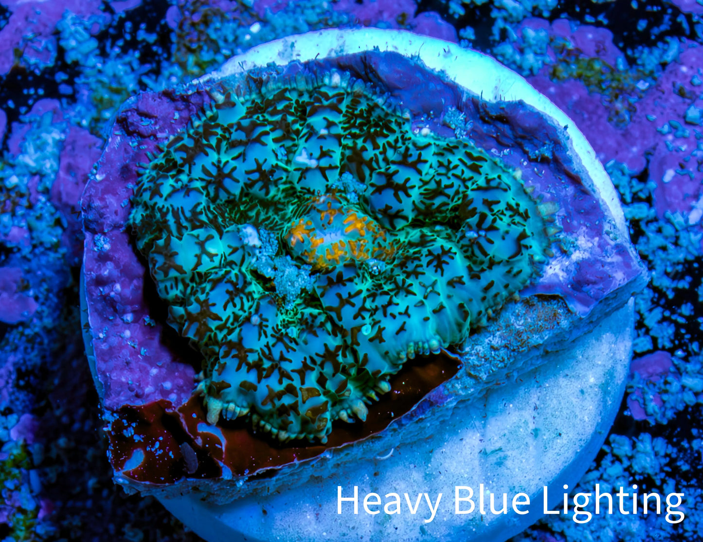 Ultra Rhodactis Coral - 1.5cm WYSIWYG Ultra Rhodactis Coral - 1.5cm WYSIWYG Animals & Pet Supplies Ultra Rhodactis Coral - 1.5cm WYSIWYG Zeo Box Reef