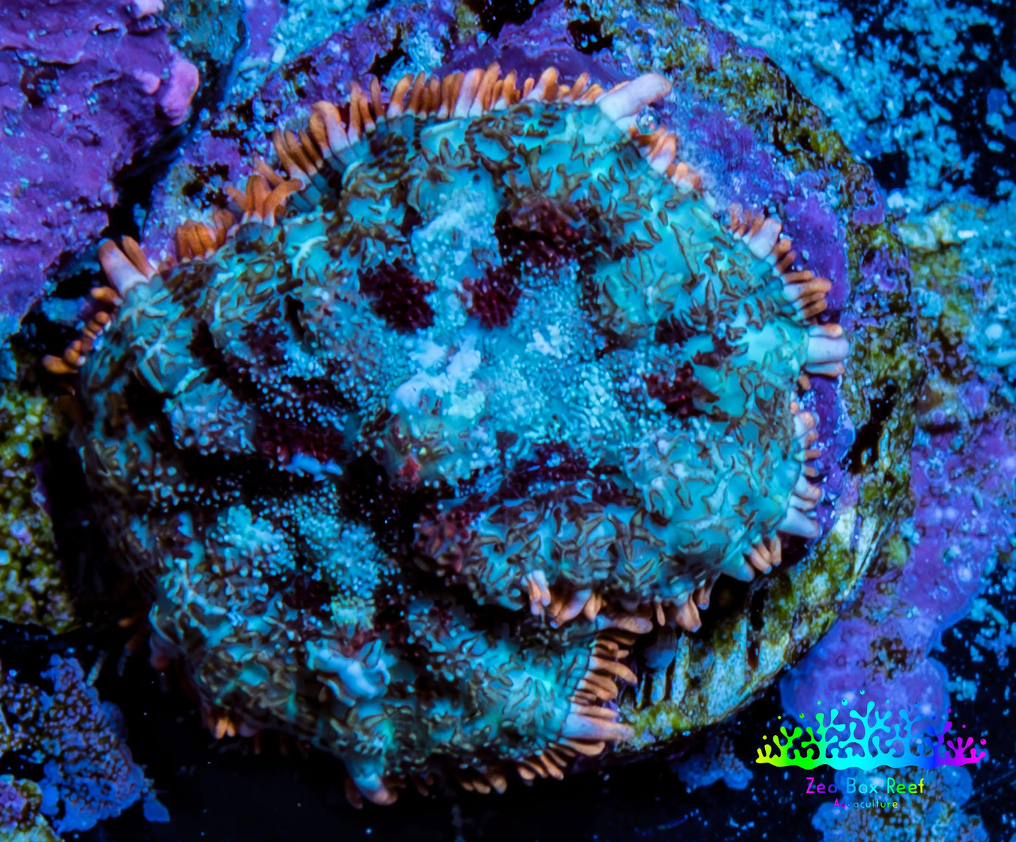 Ultra Rhodactis Coral - 2cm WYSIWYG Ultra Rhodactis Coral - 2cm WYSIWYG Animals & Pet Supplies Ultra Rhodactis Coral - 2cm WYSIWYG Zeo Box Reef