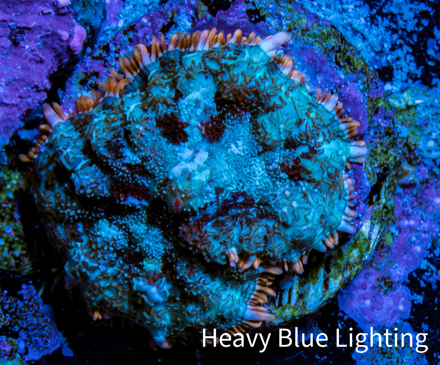 Ultra Rhodactis Coral - 2cm WYSIWYG Ultra Rhodactis Coral - 2cm WYSIWYG Animals & Pet Supplies Ultra Rhodactis Coral - 2cm WYSIWYG Zeo Box Reef
